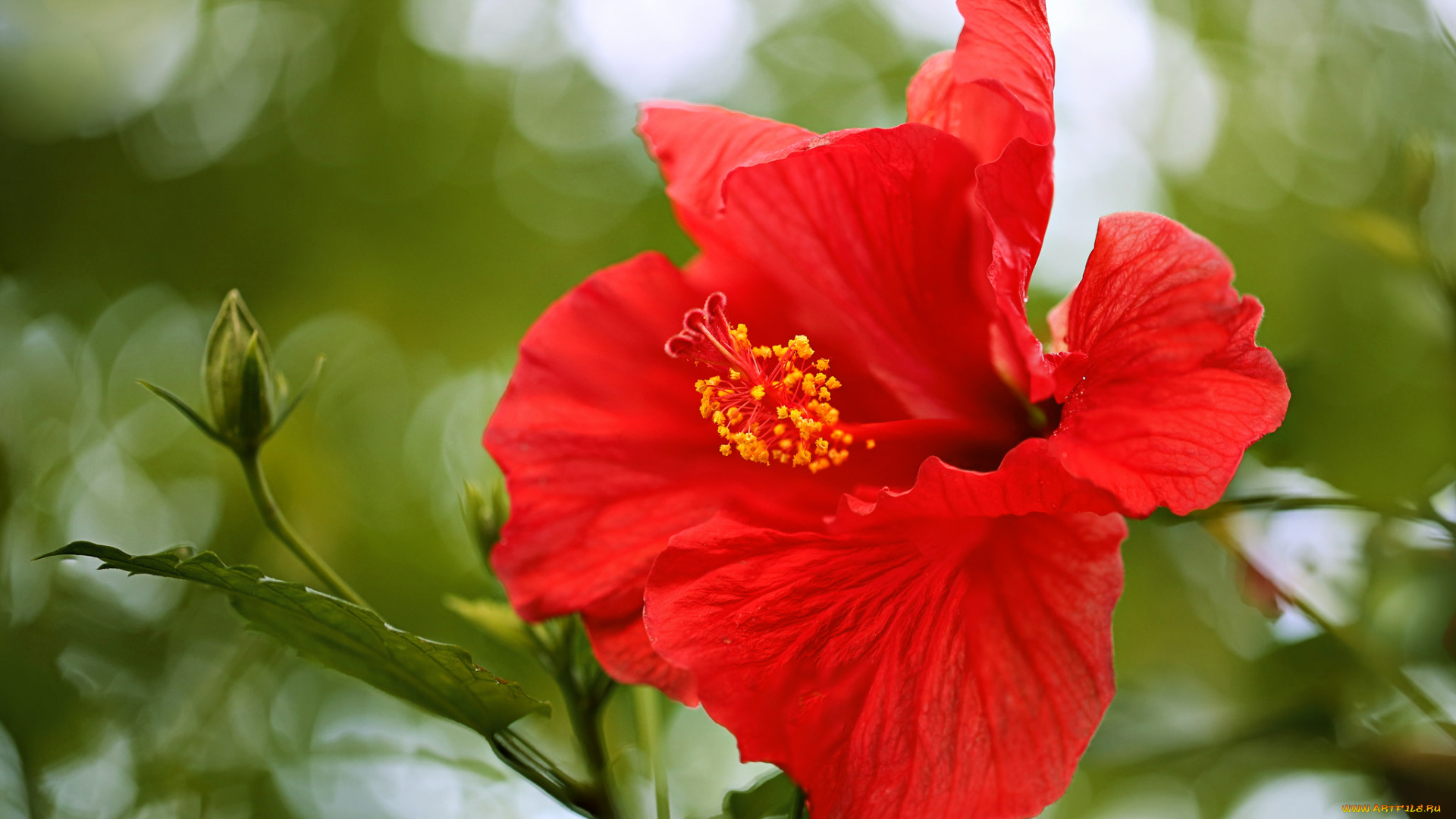 цветы, гибискусы, лепестки, цветение, ярко, листики, гибискус, тычинки