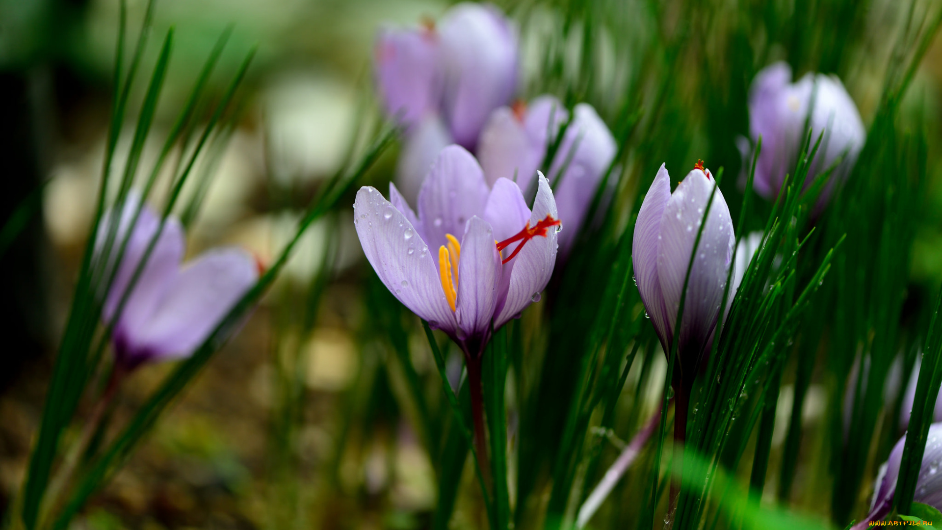 цветы, крокусы, зелень, капли, цветение