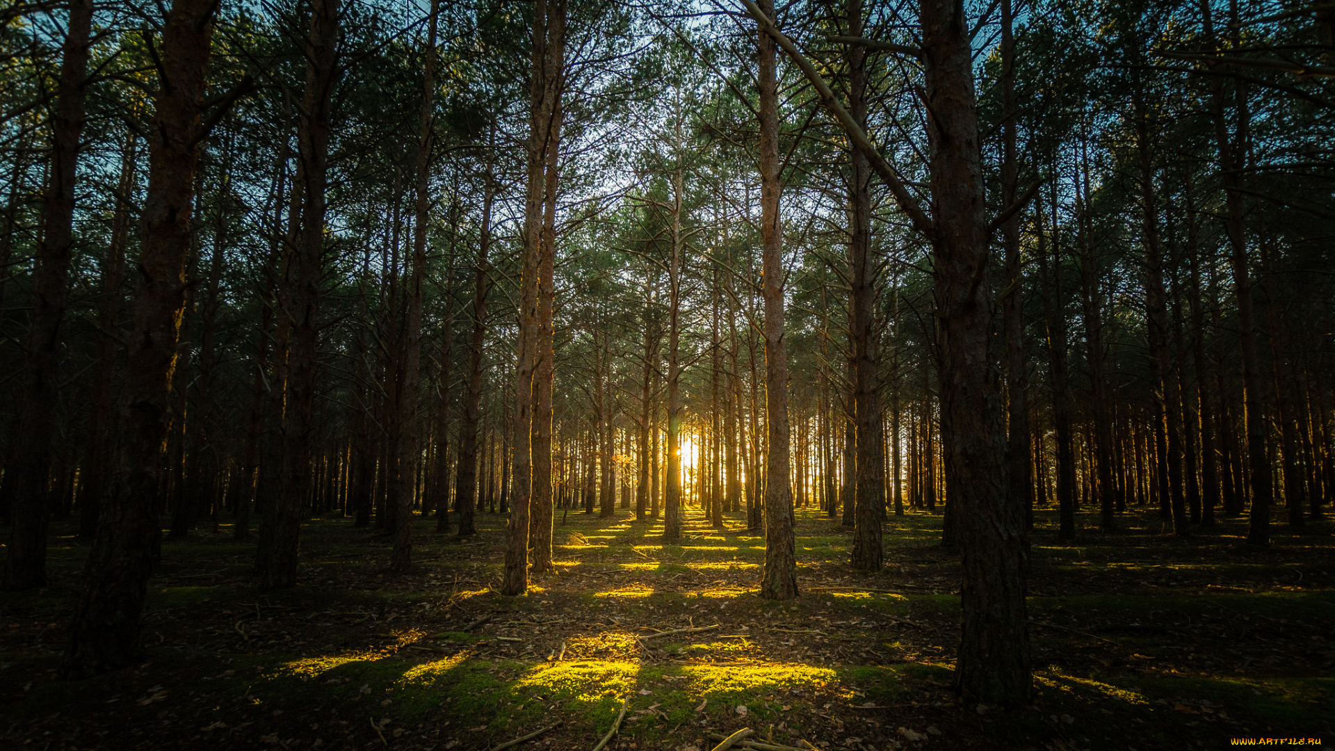 природа, лес, бор, сосны, свет