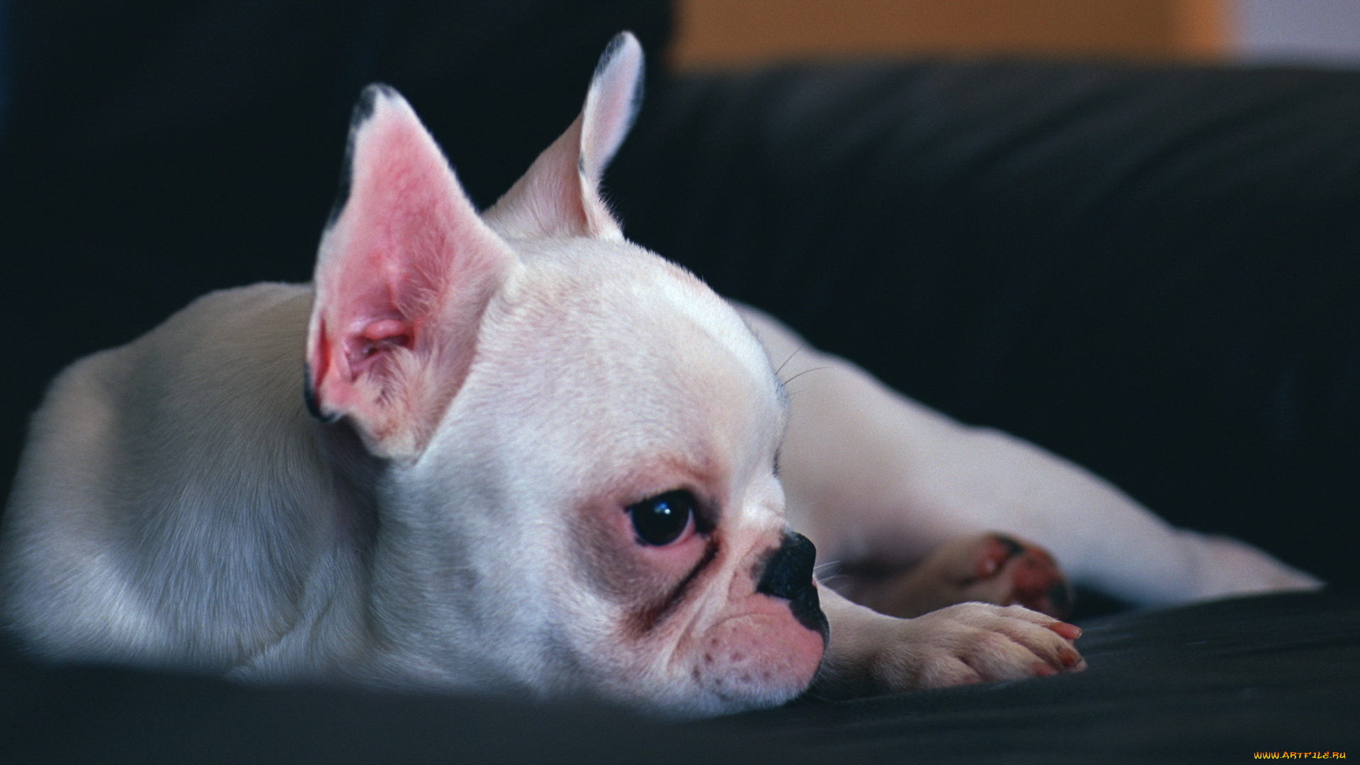 животные, собаки, лежит, темный, фон, мопс, щенок, собака