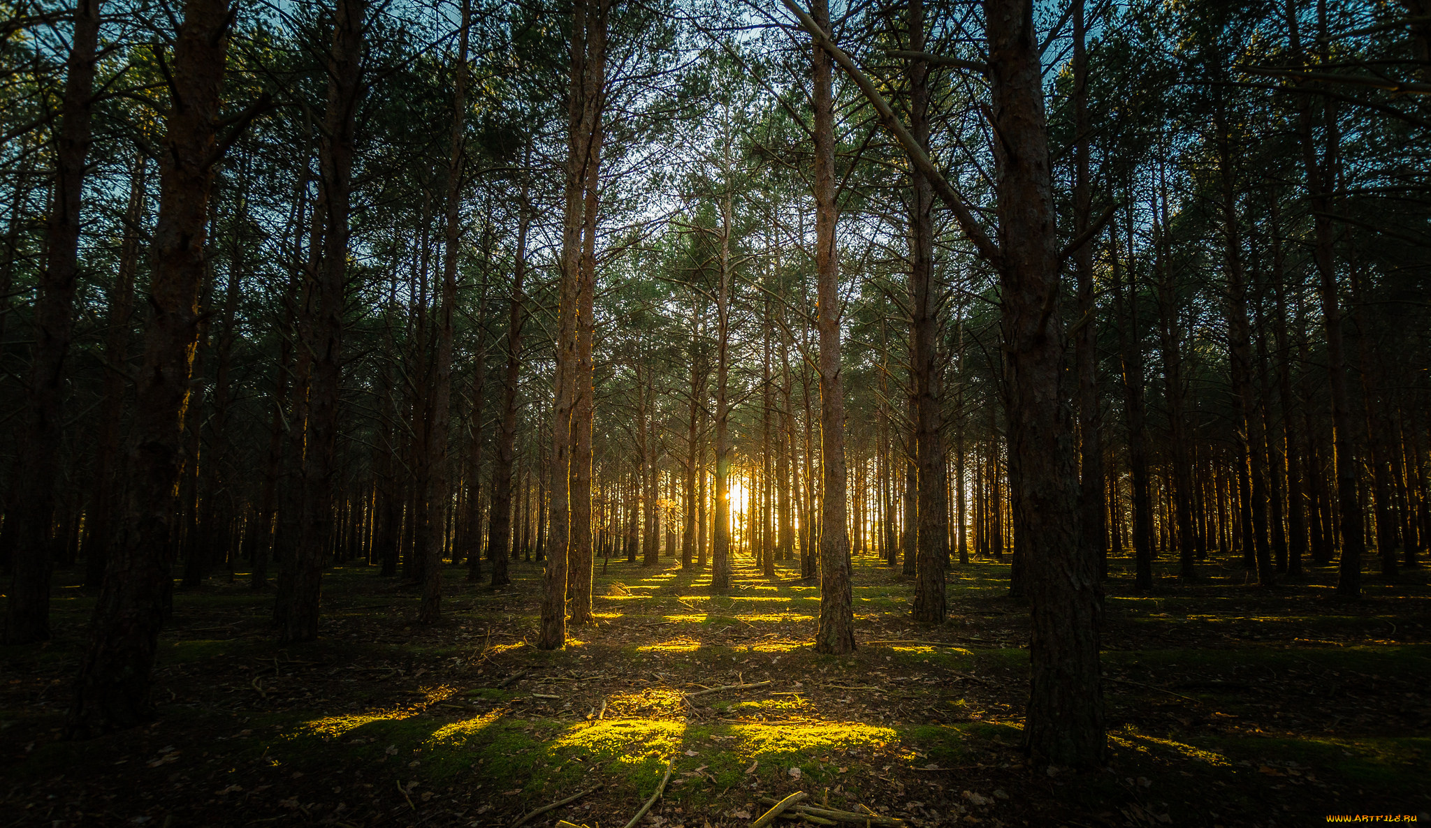 природа, лес, бор, сосны, свет