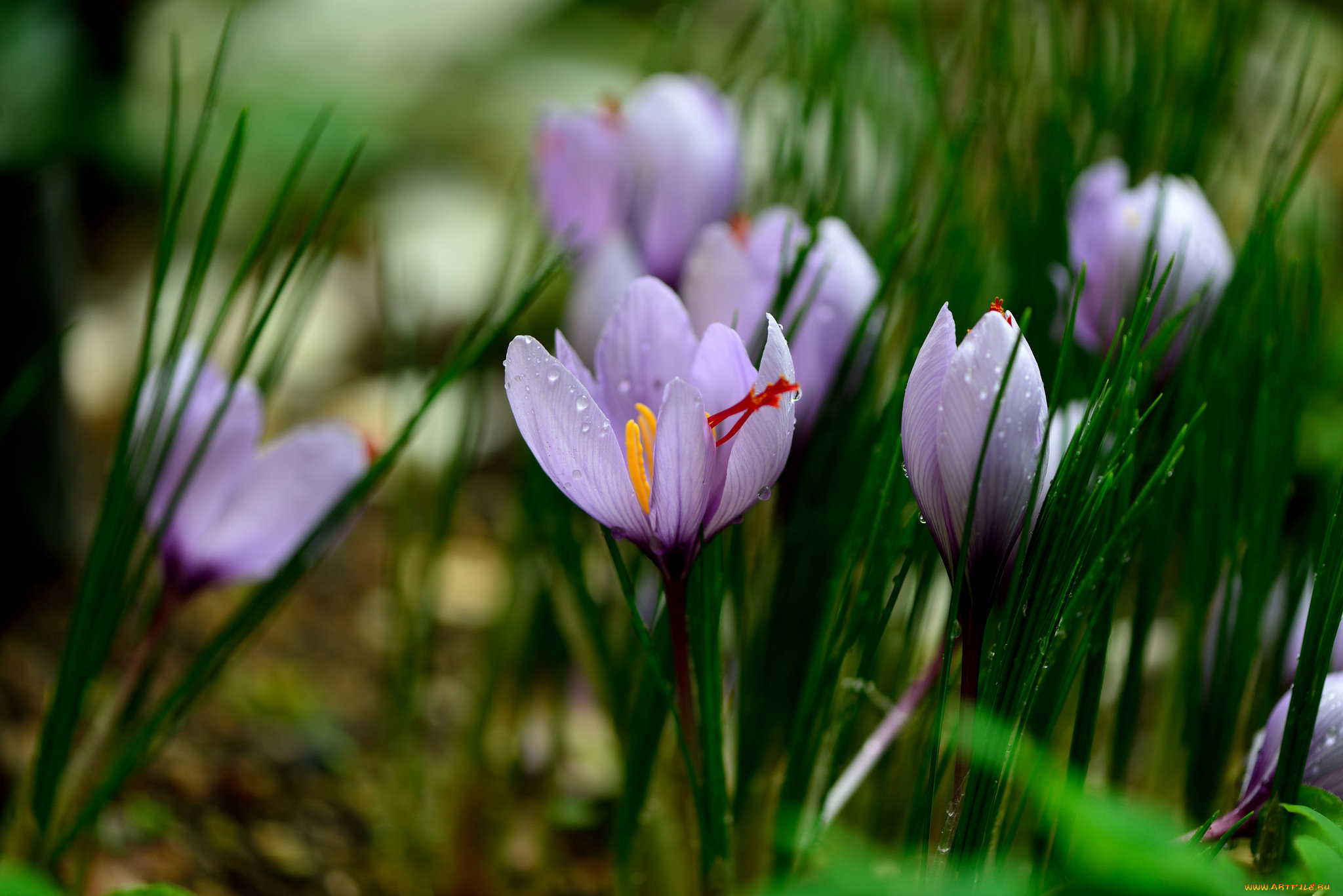 цветы, крокусы, зелень, капли, цветение
