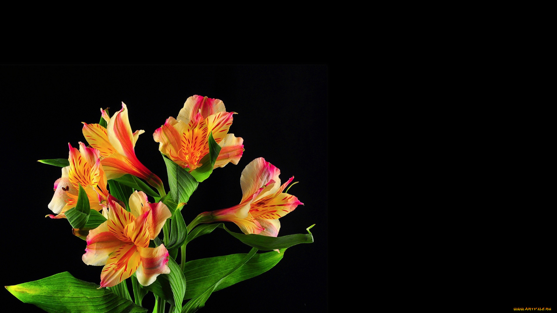 цветы, альстромерия, пестрые, черный, фон