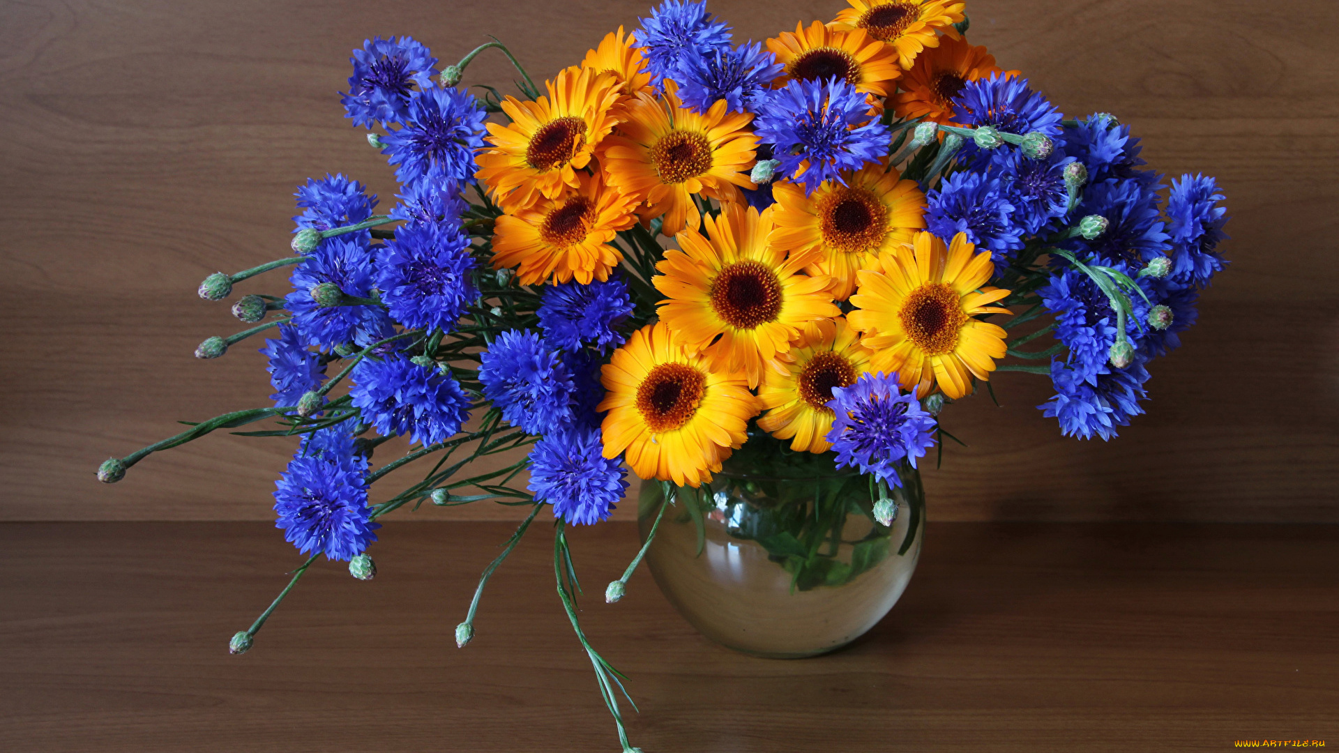 цветы, букеты, , композиции, васильки, герберы