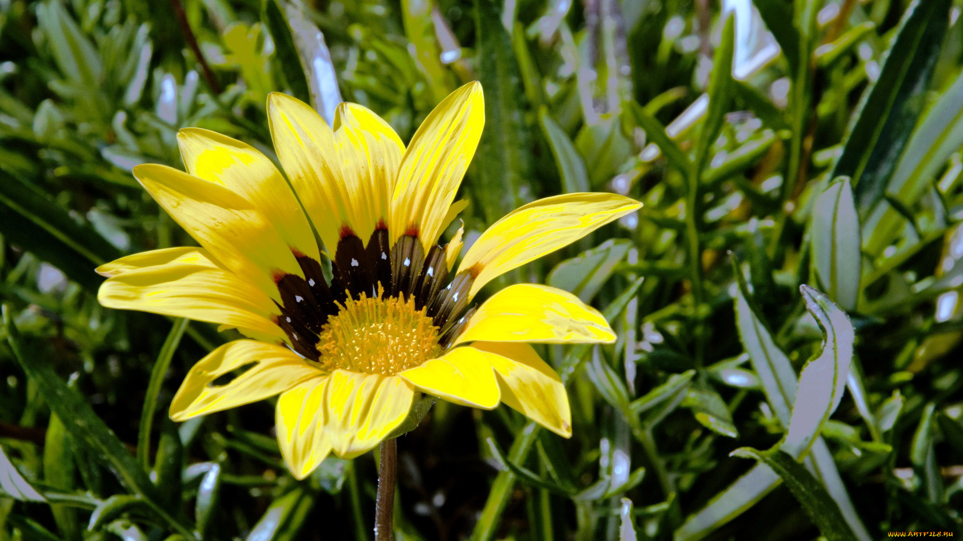 цветы, газания, желтый