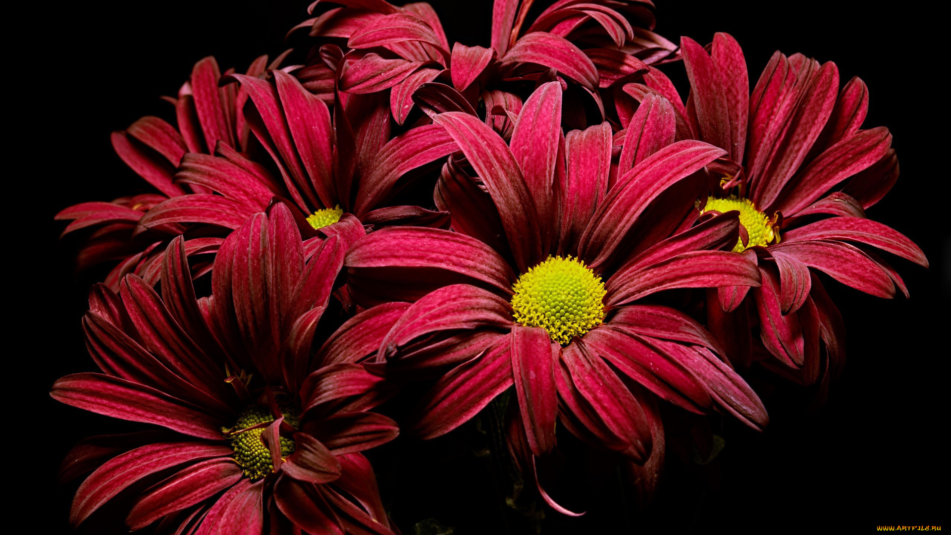 цветы, хризантемы, бордо