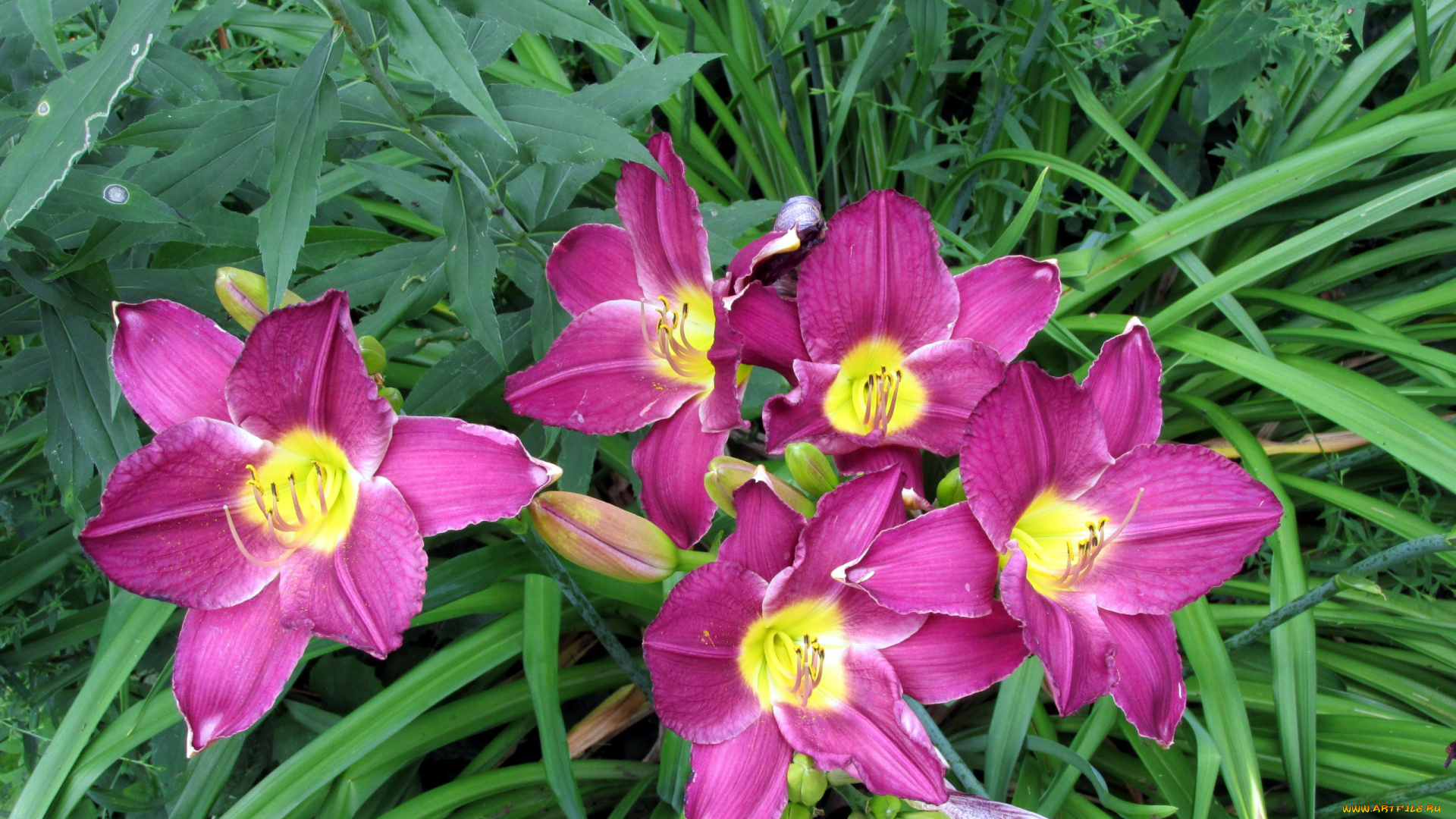 цветы, лилии, , лилейники, розовый