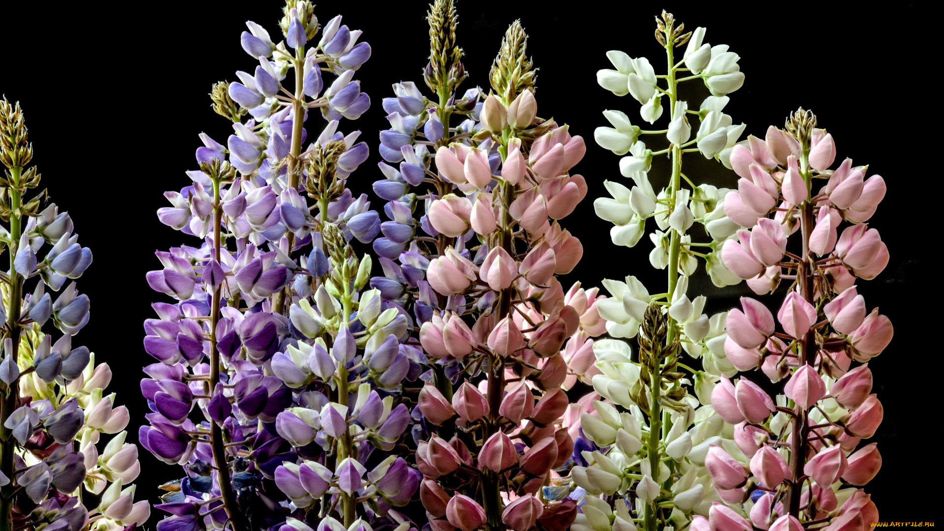 цветы, люпин, разноцветные