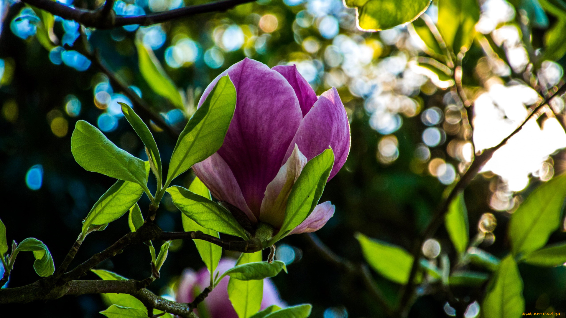 цветы, магнолии, бутон