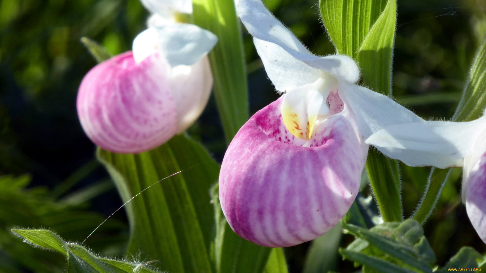 цветы, орхидеи, башмачок, венерин