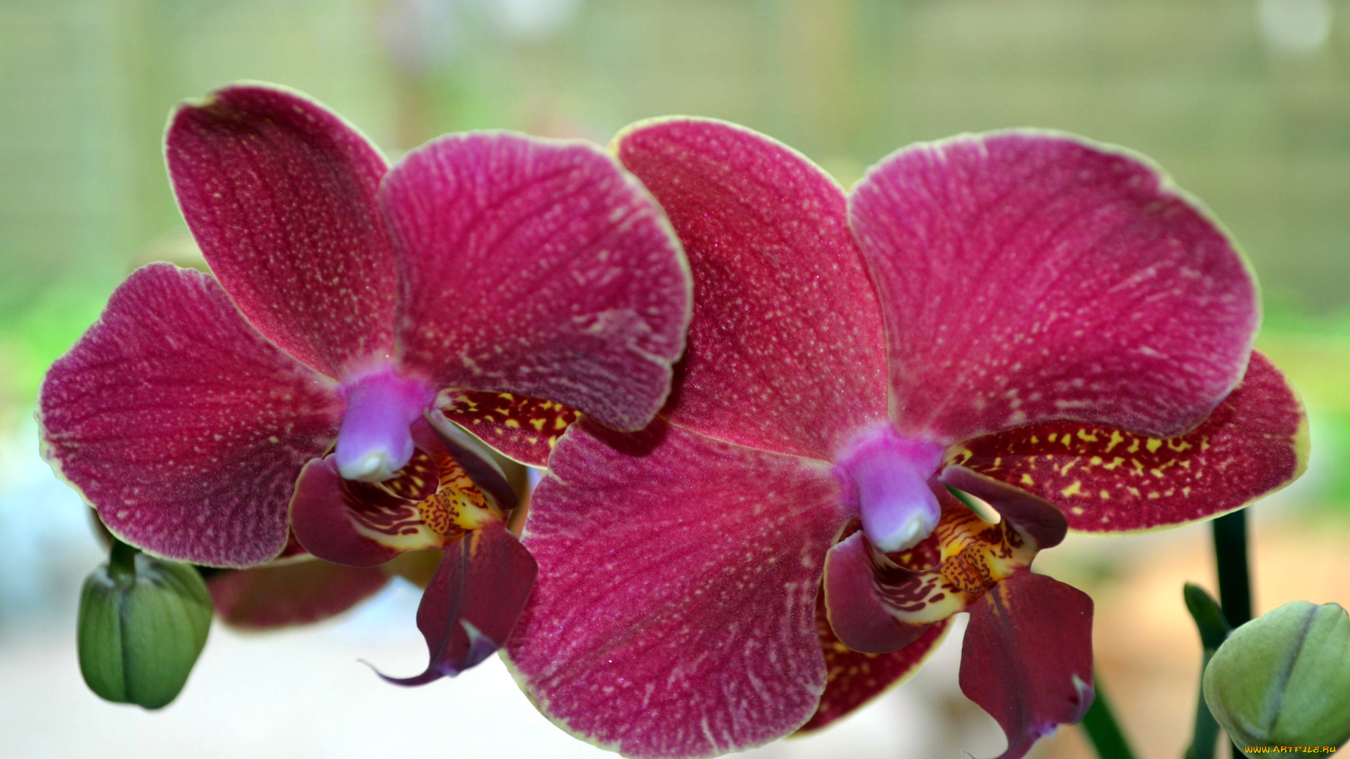 цветы, орхидеи, экзотика