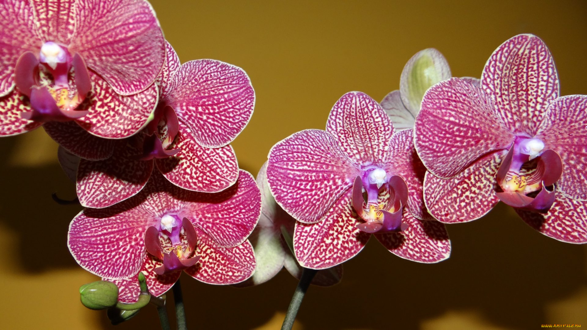 цветы, орхидеи, экзотика