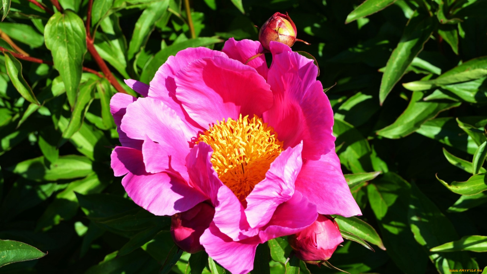 цветы, пионы, древовидный