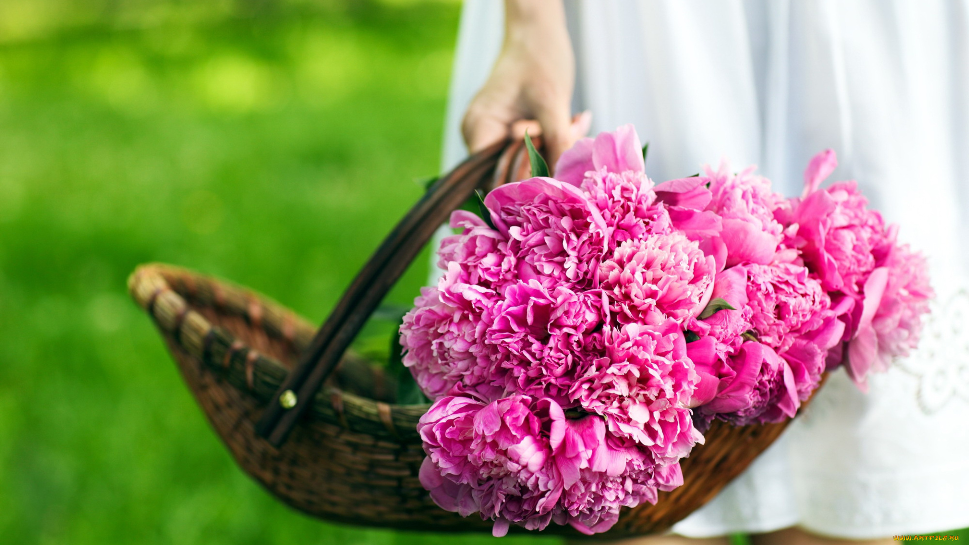 цветы, пионы, много, розовые, корзинка