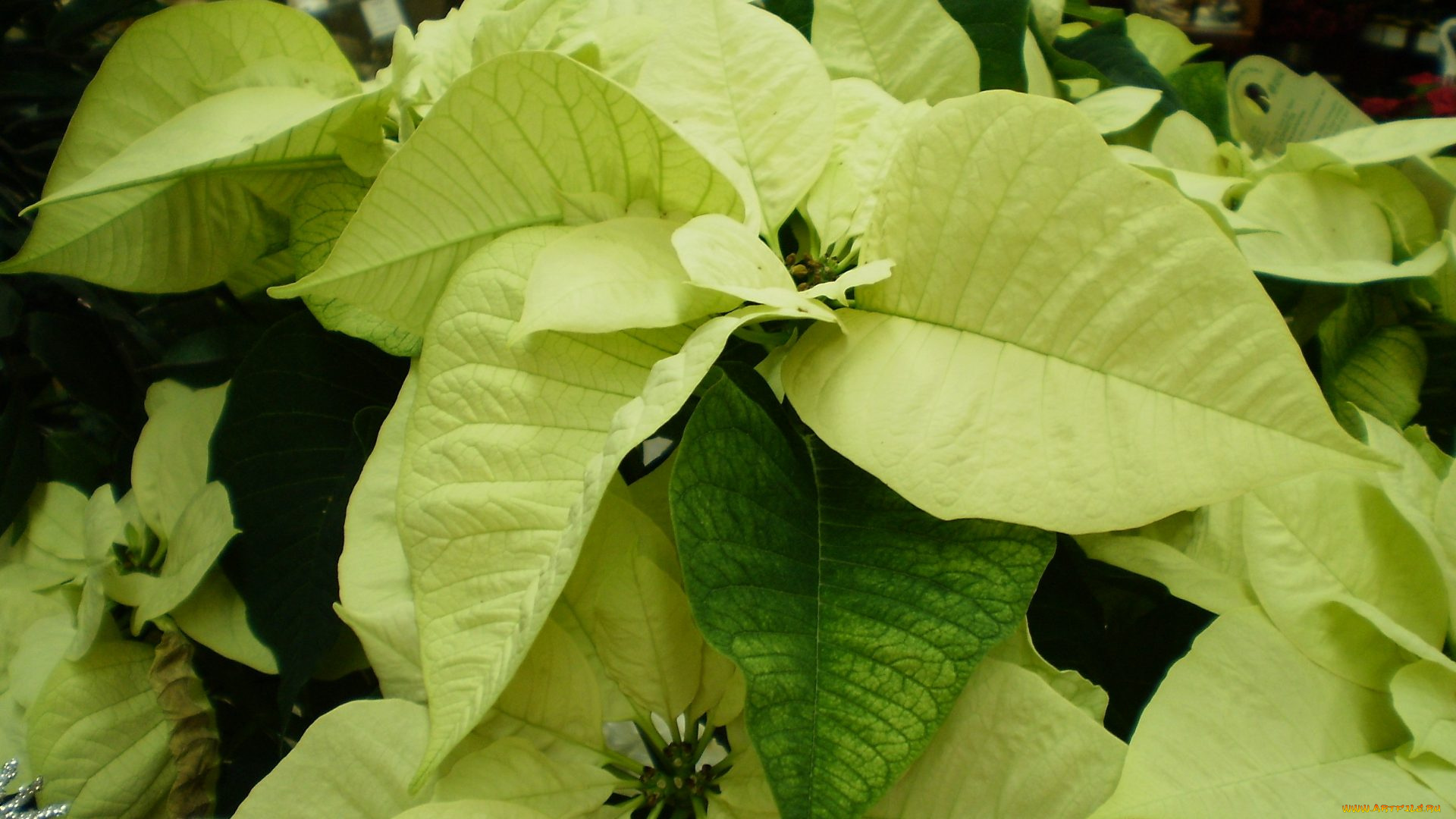 цветы, пуансеттия, звезда, рождественская