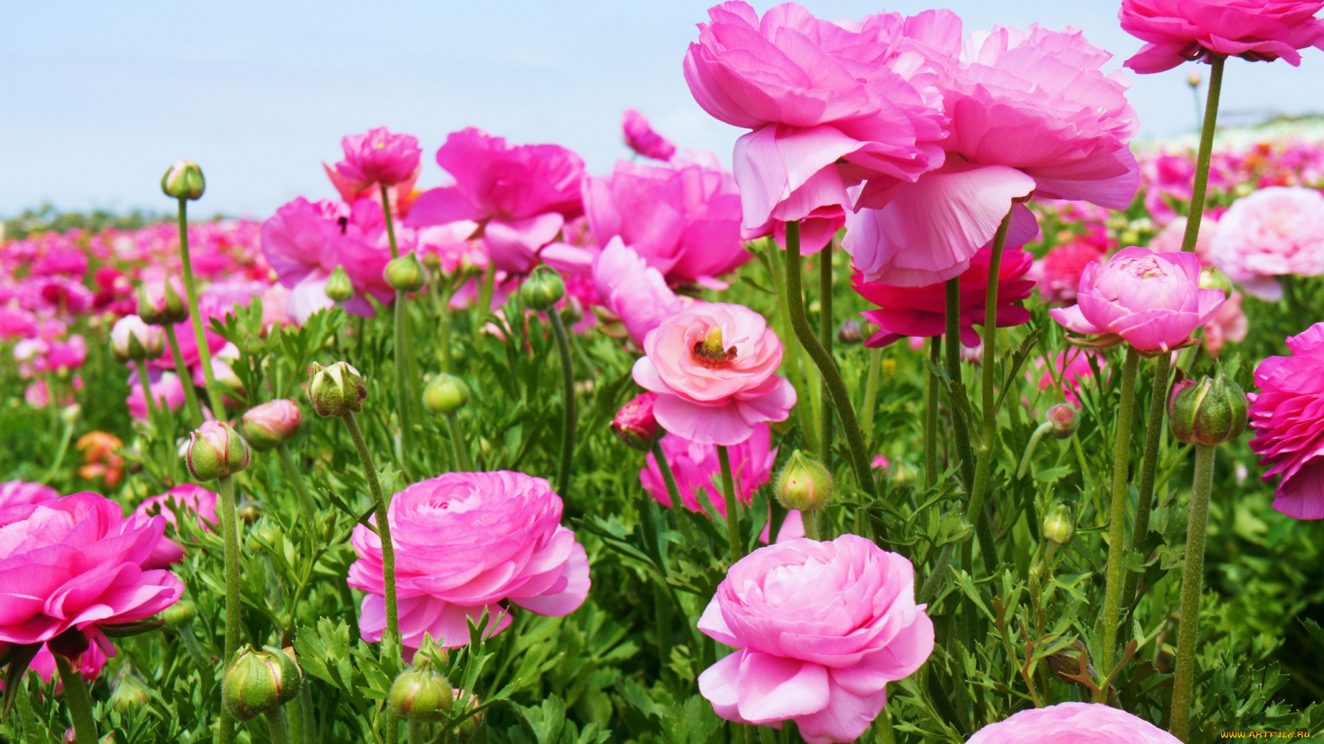 цветы, ранункулюс, , азиатский, лютик, бутоны, розовый, много, луг