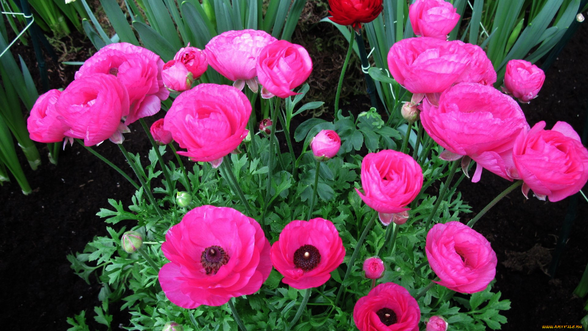 цветы, ранункулюс, , азиатский, лютик, бутоны, розовый, куст