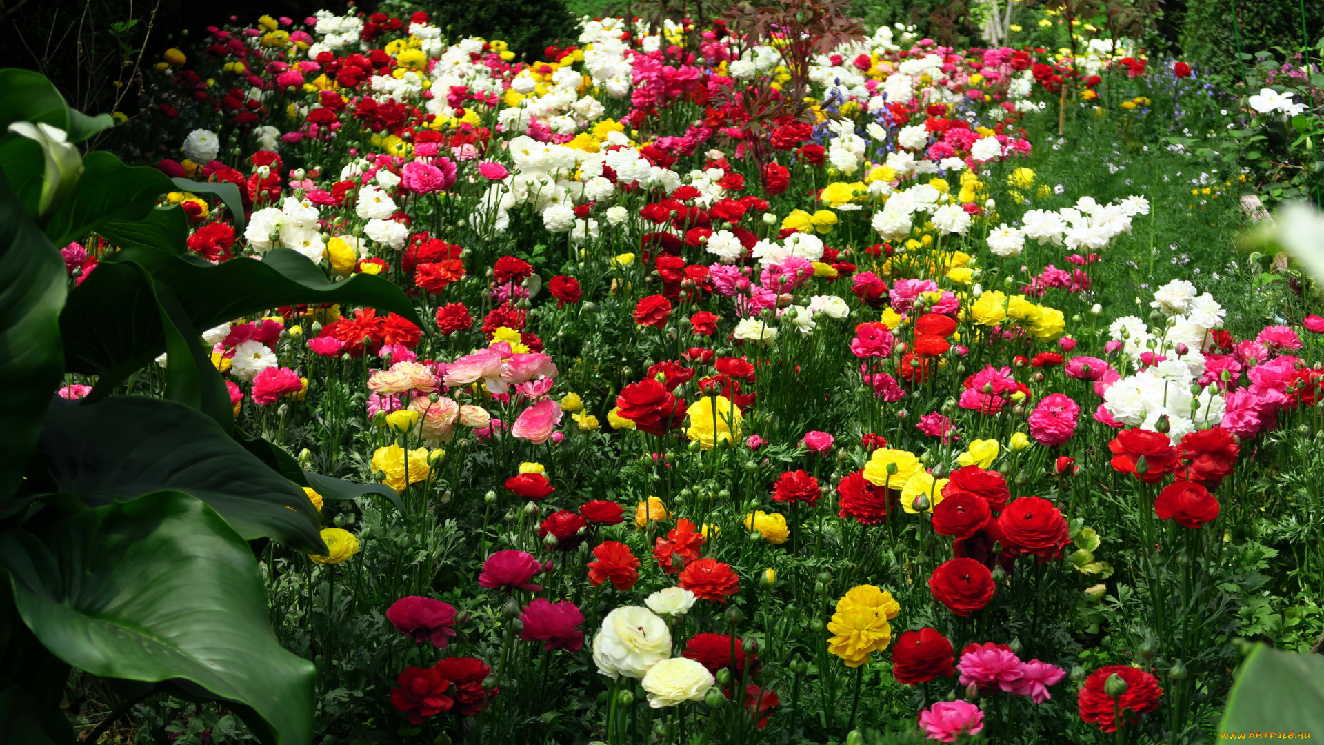 цветы, ранункулюс, , азиатский, лютик, разноцветные, много, клумба