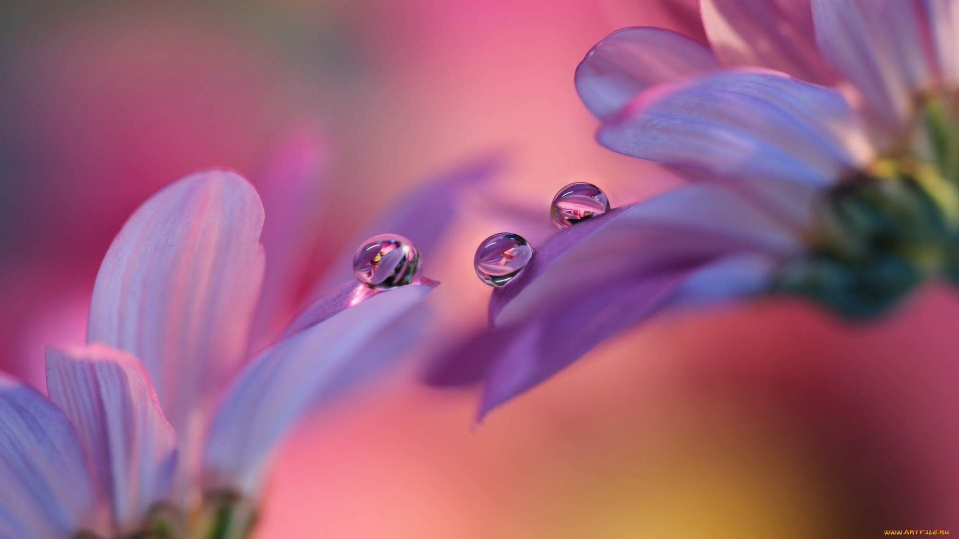 цветы, роса, капли, сиреневые