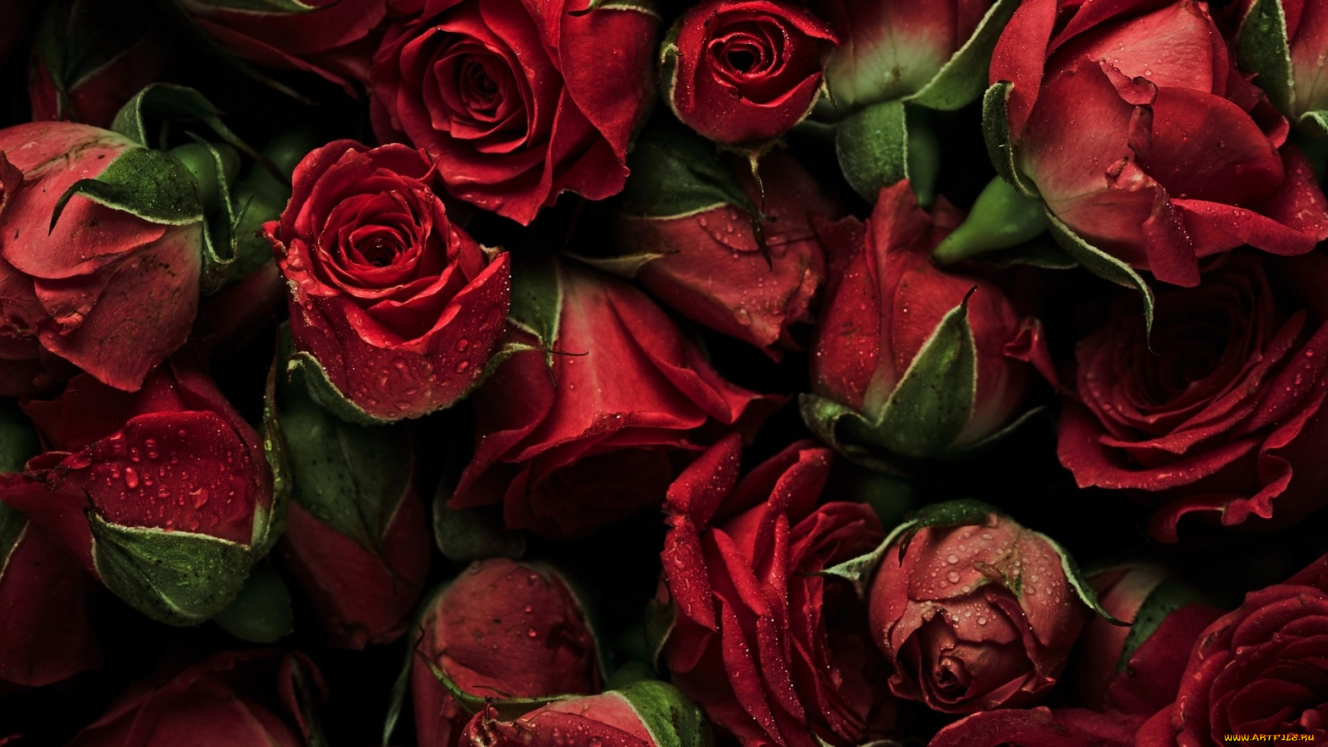цветы, розы, капли, бутоны
