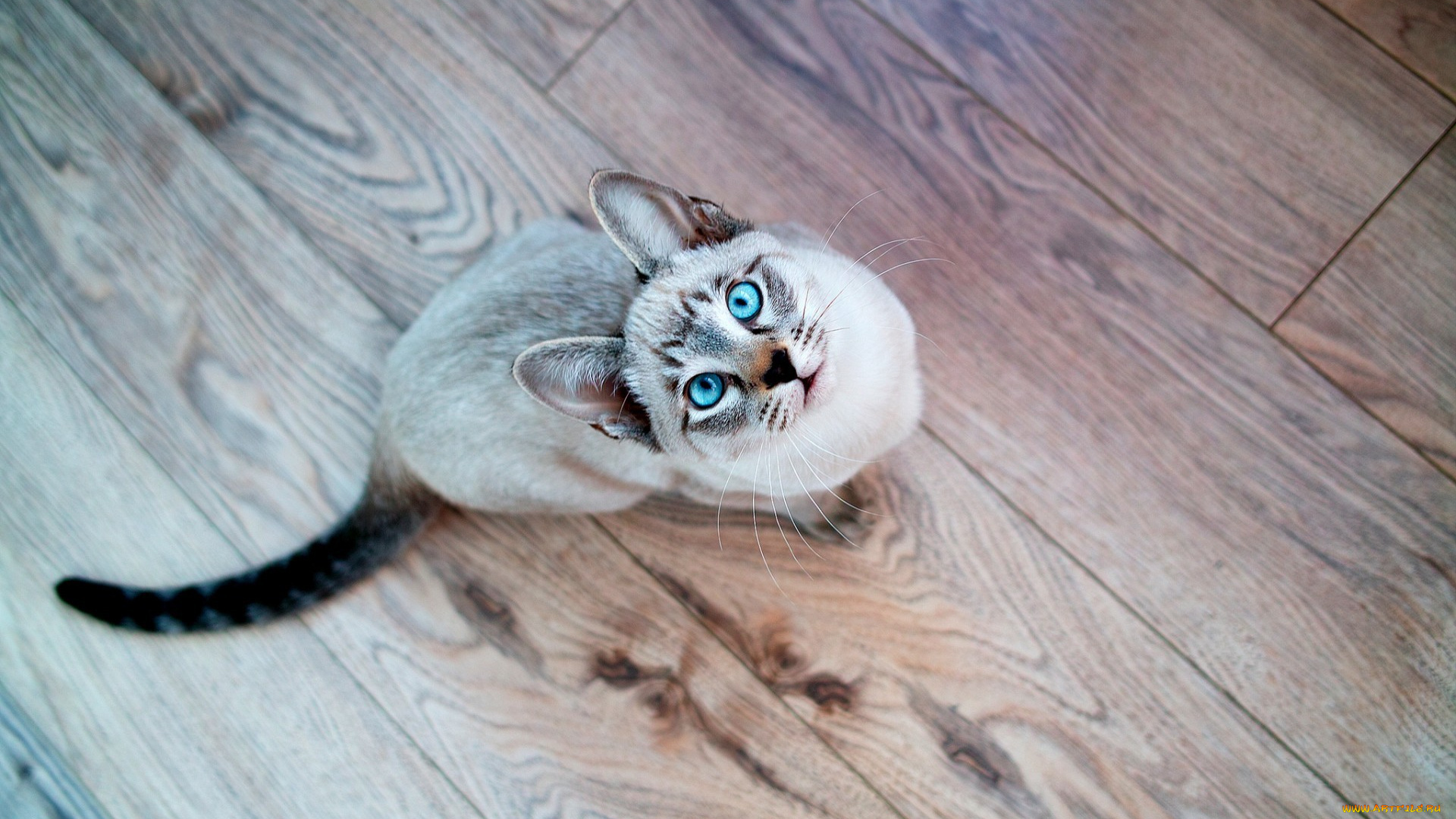 кот, животные, коты