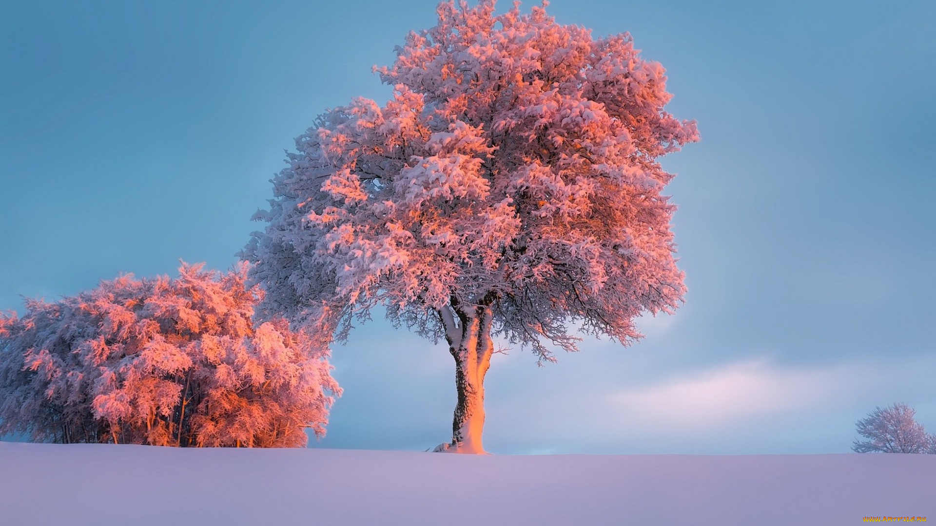 природа, деревья, зима, небо, снег