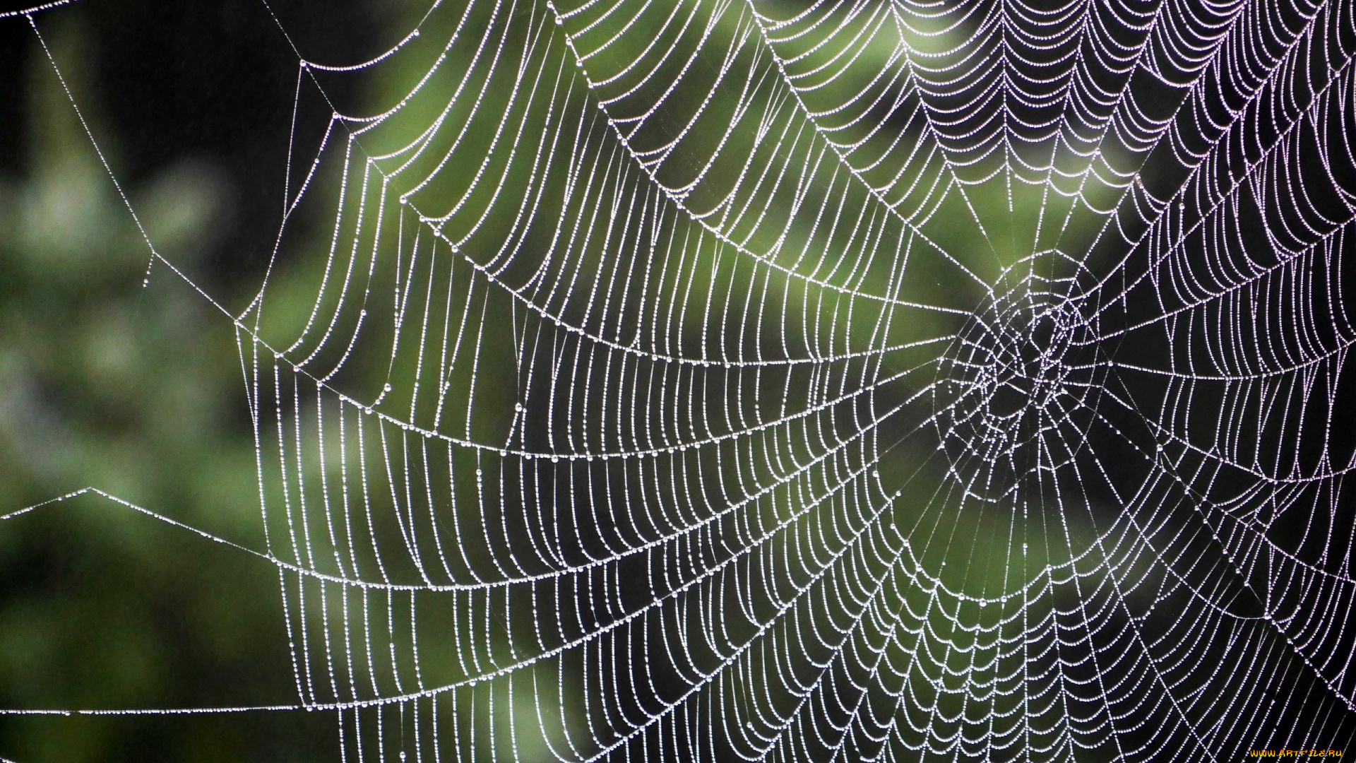 природа, макро, паутина, капли