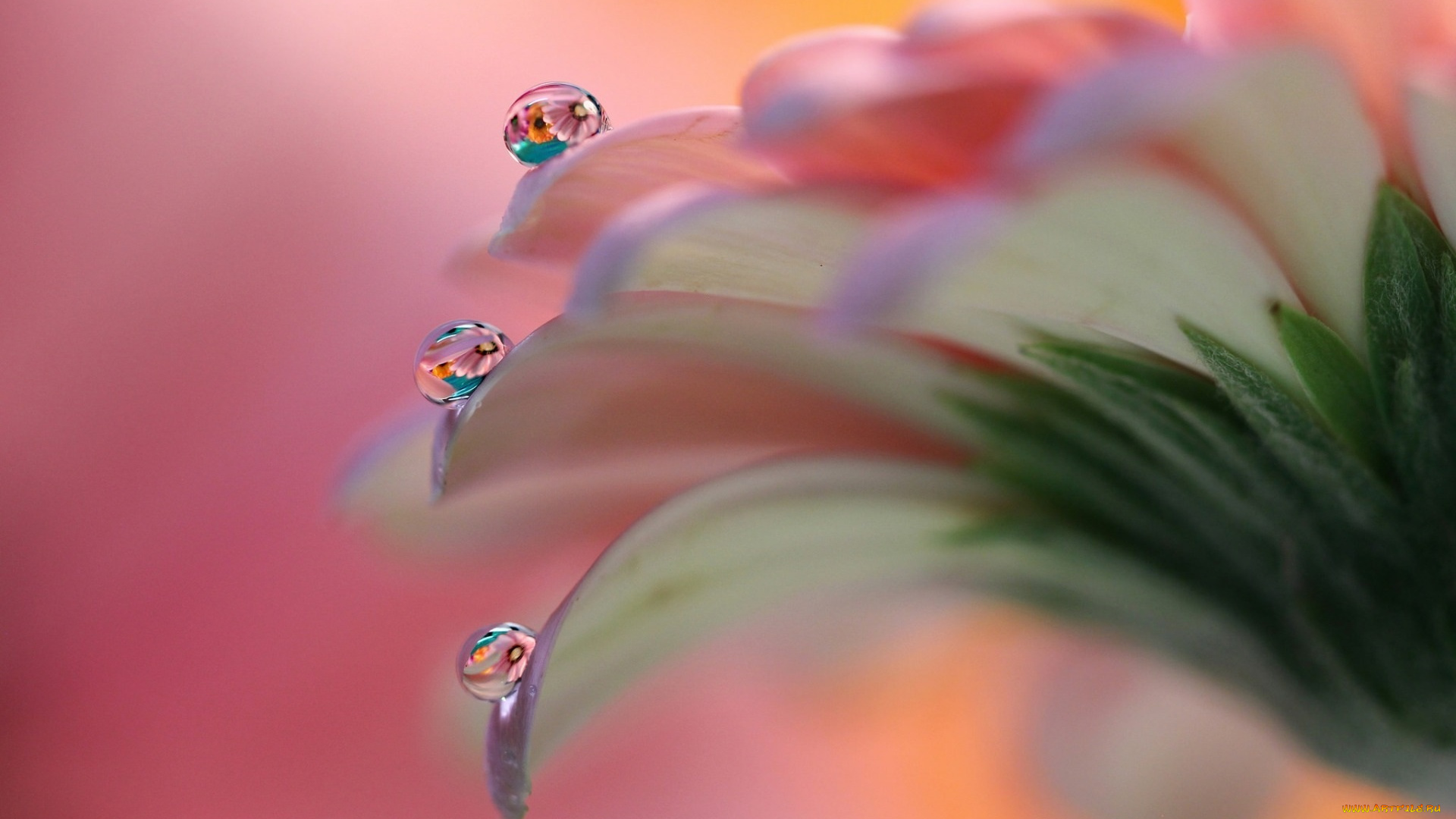 разное, капли, , брызги, , всплески, макро, роса, лепестки, цветок