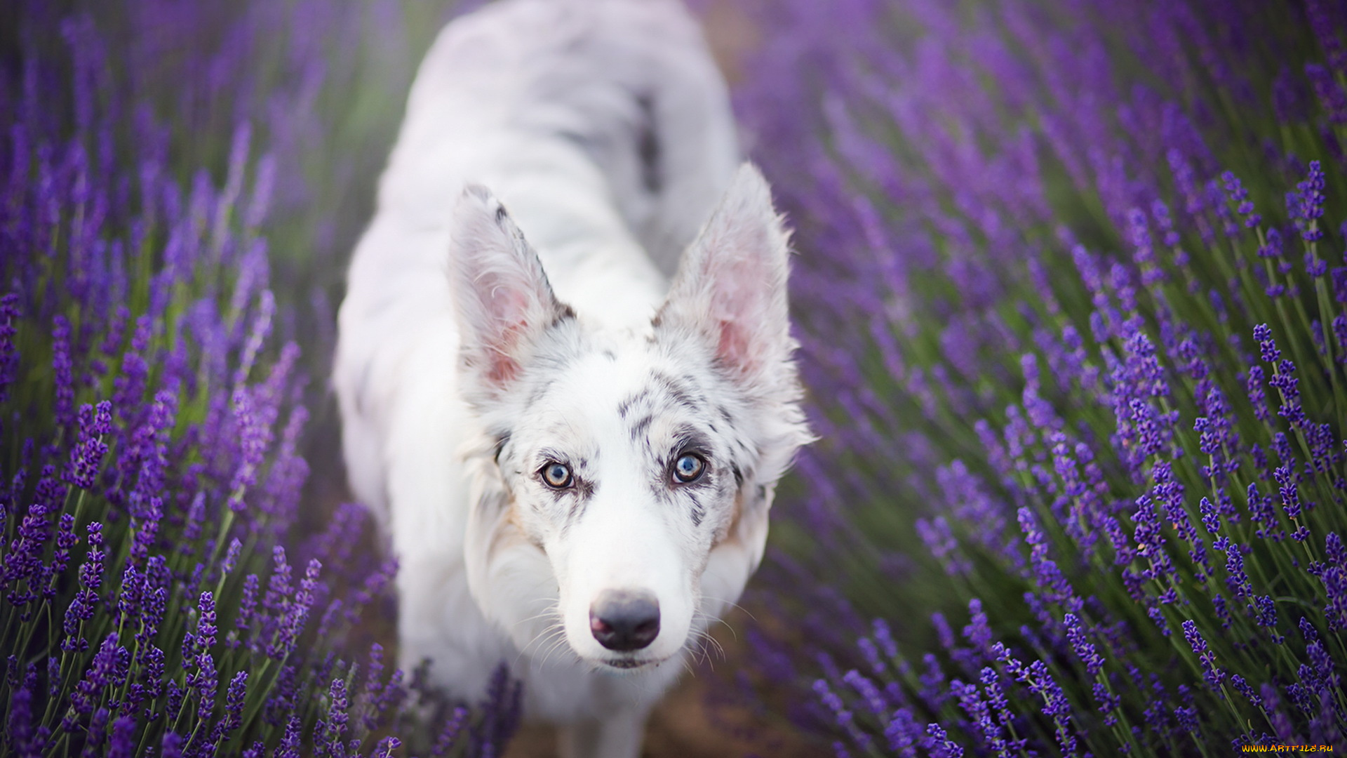 собака, животные, собаки