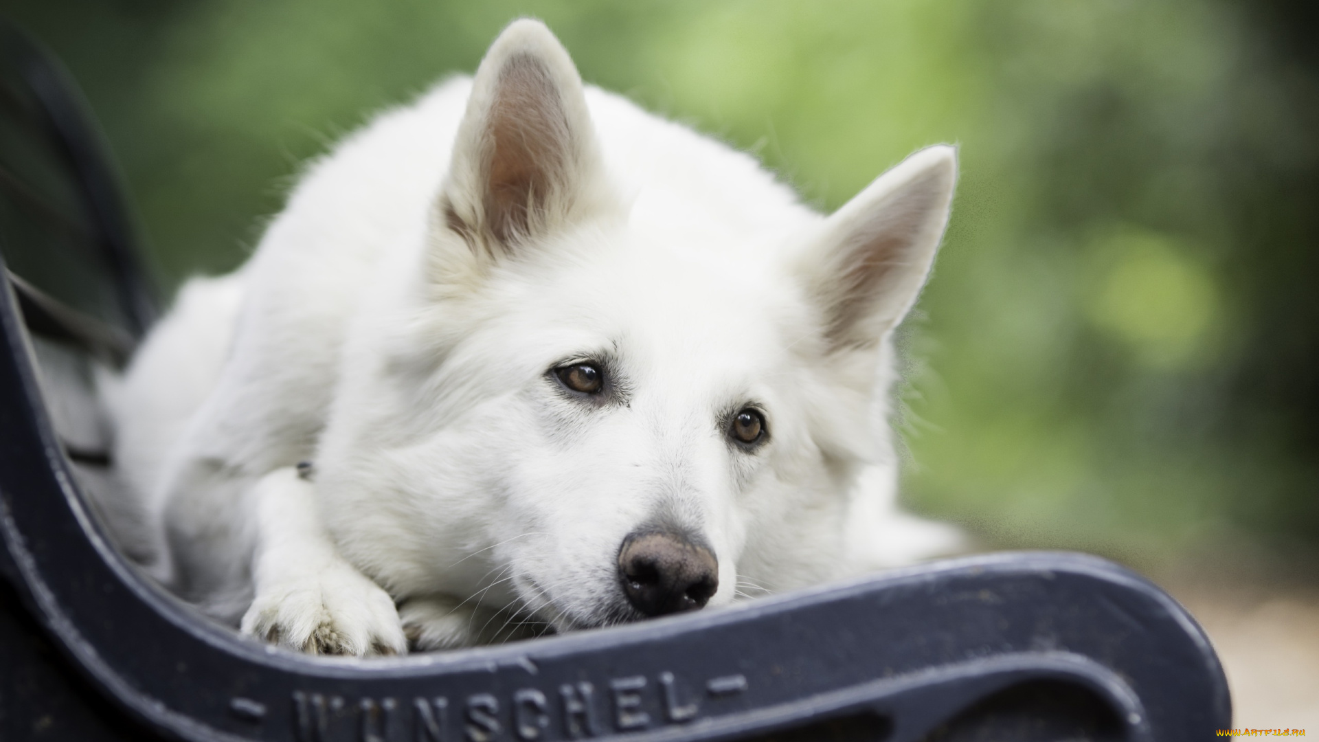 собака, животные, собаки