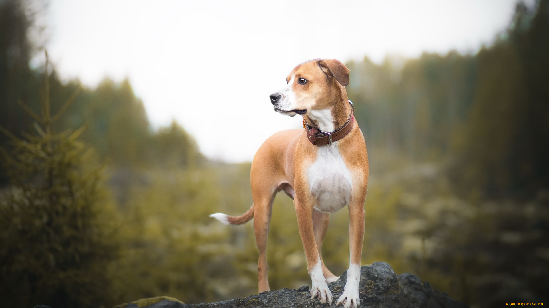 собака, животные, собаки