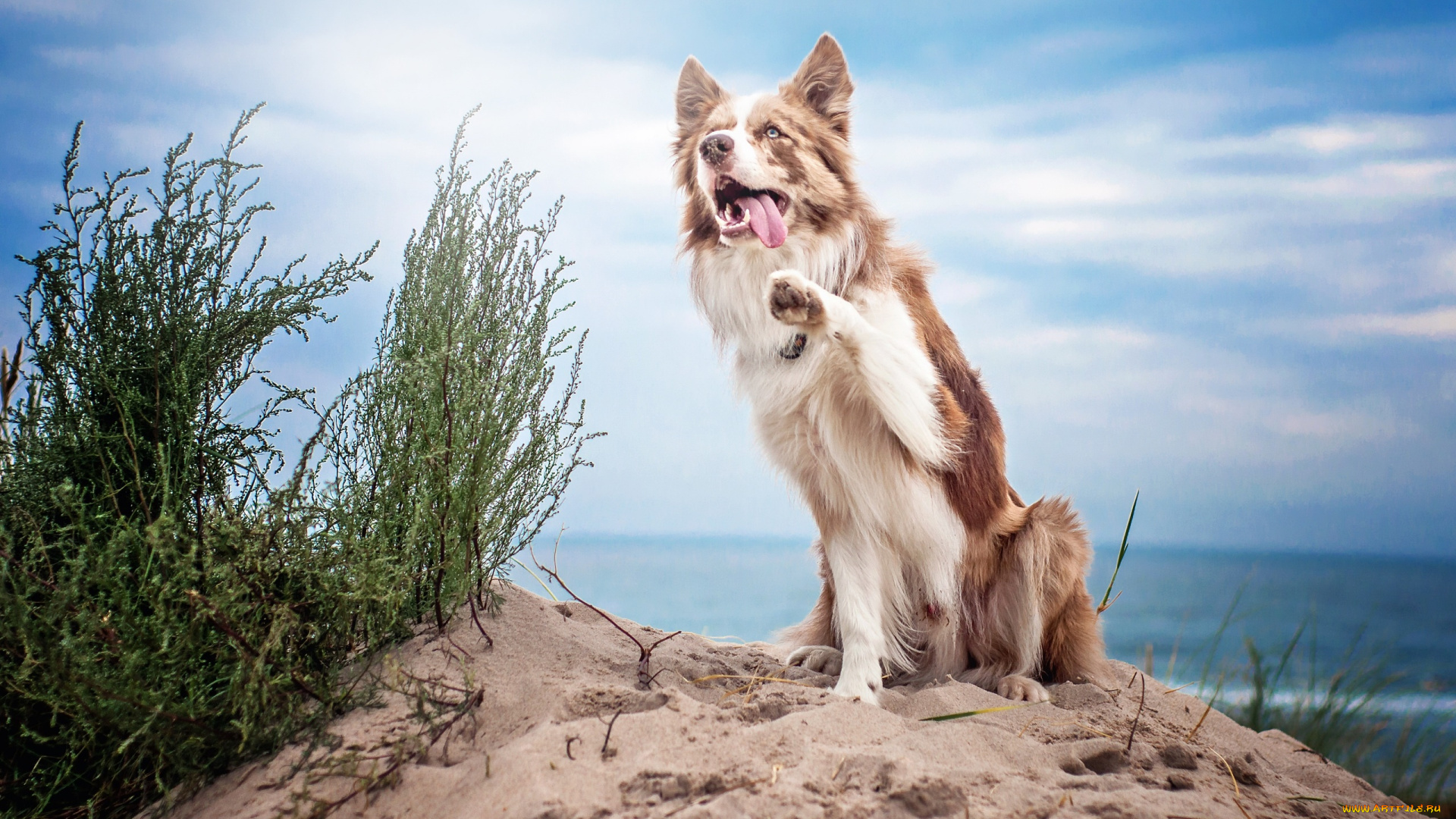 собака, животные, собаки