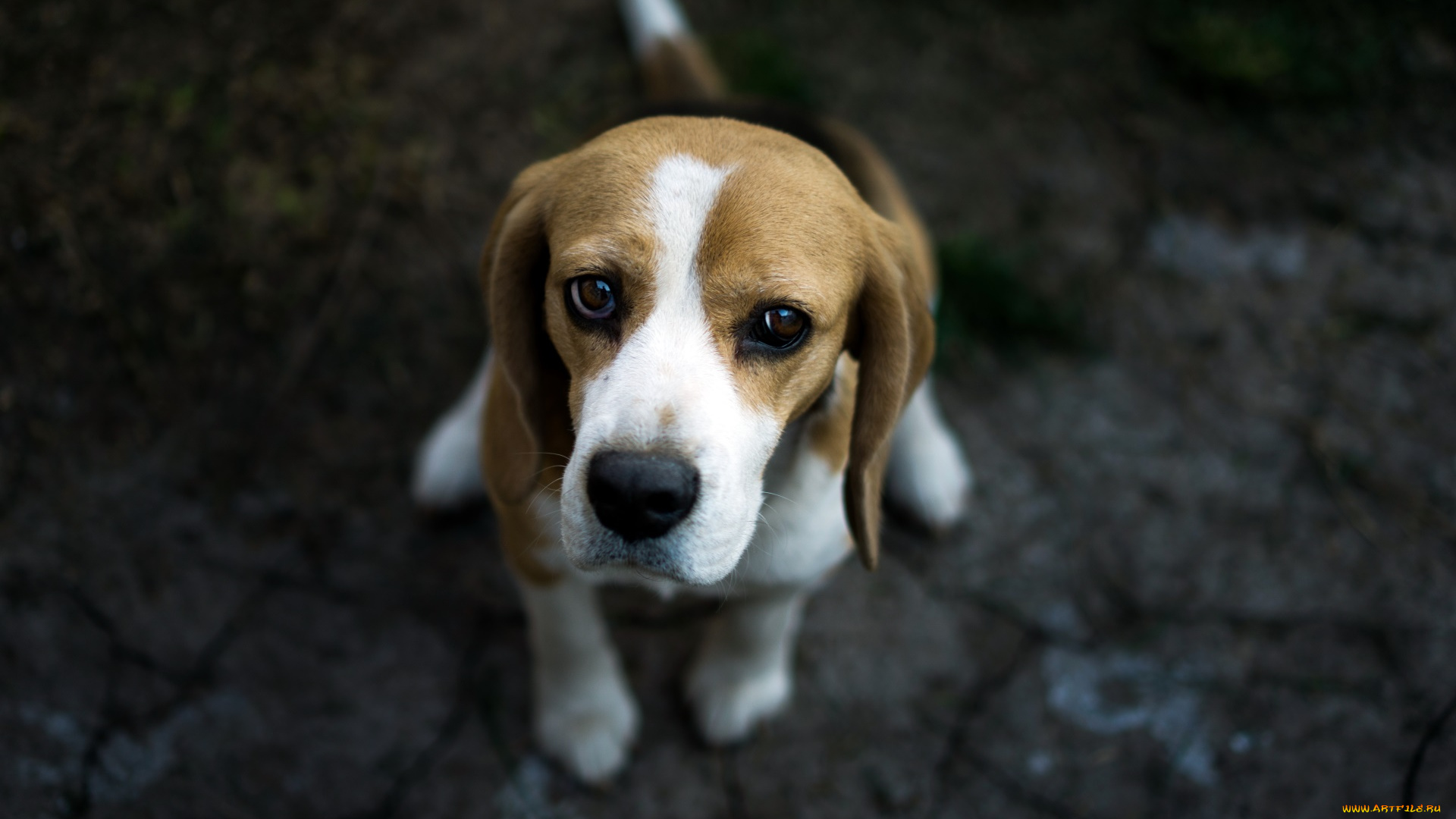 собака, животные, собаки