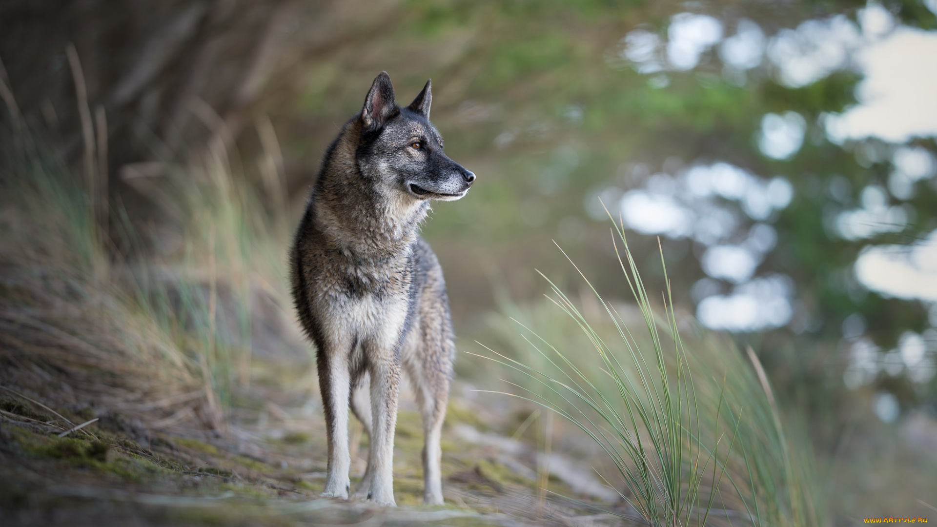 собака, животные, собаки