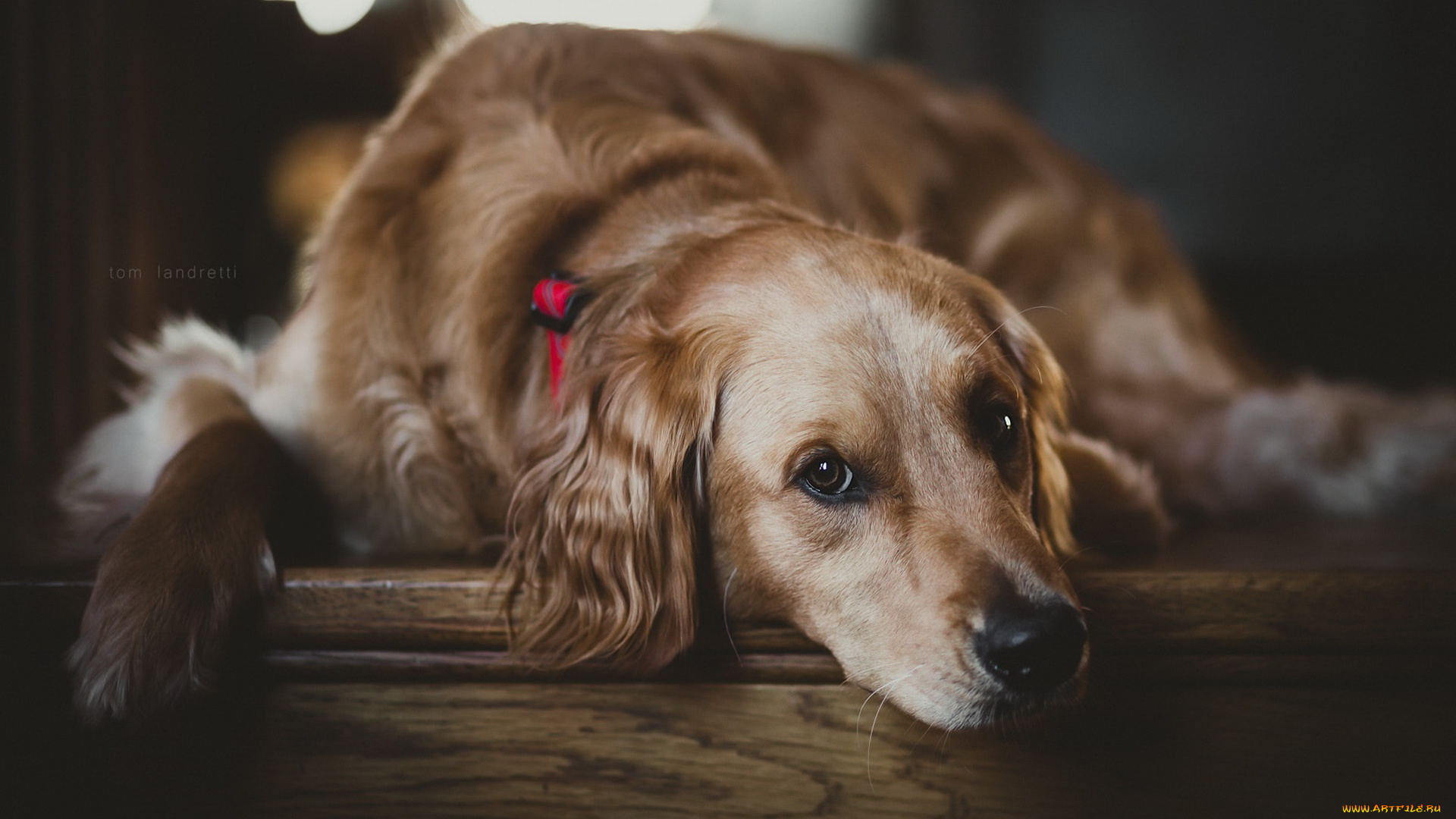 собака, животные, собаки