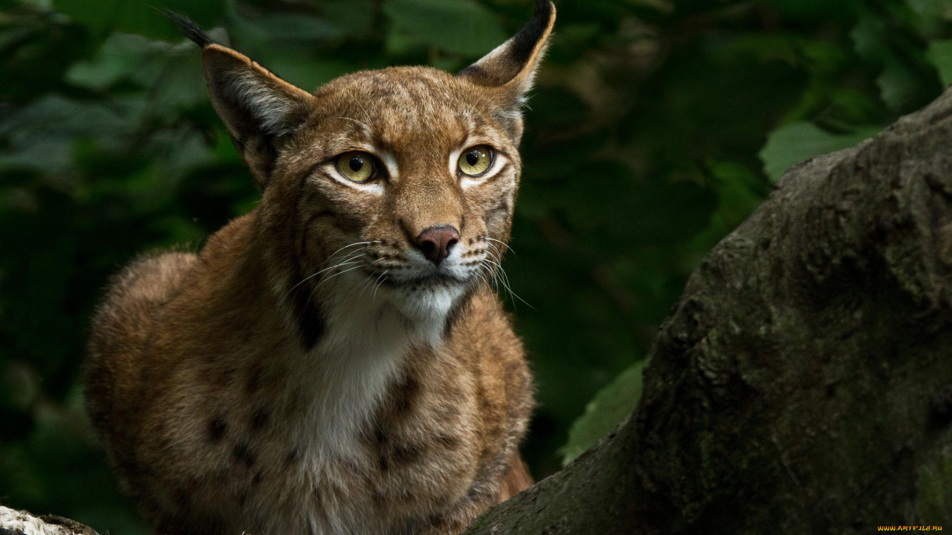 животные, -, другое, взгляд