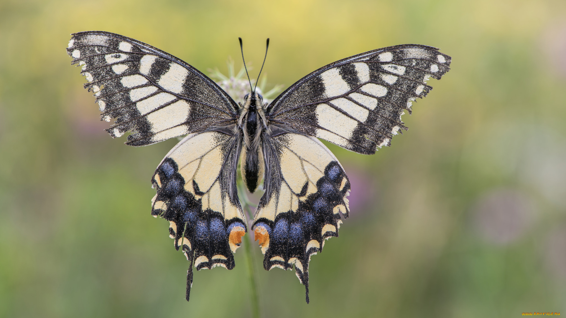 животные, бабочки, , мотыльки, , моли, бабочка