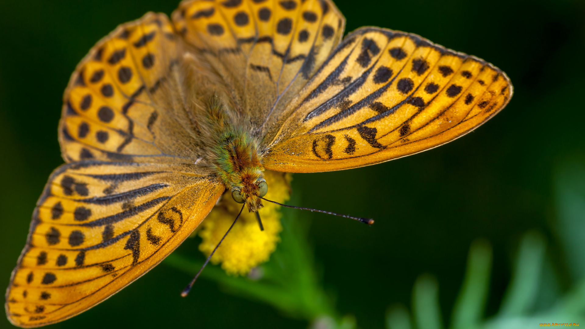 животные, бабочки, , мотыльки, , моли, бабочка