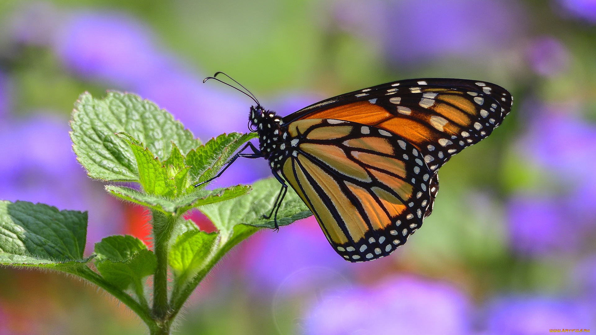 животные, бабочки, , мотыльки, , моли, бабочка