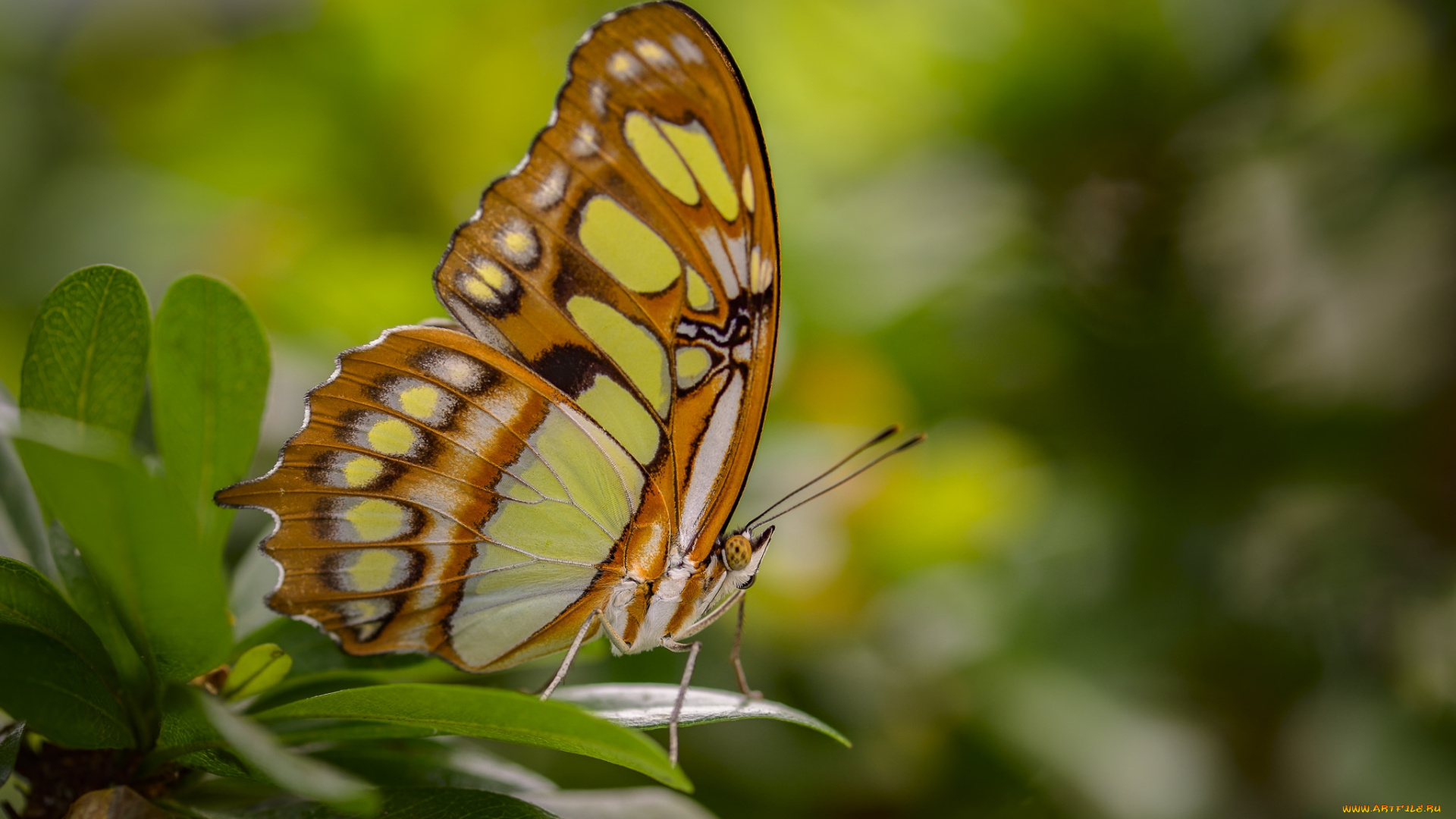 животные, бабочки, , мотыльки, , моли, бабочка