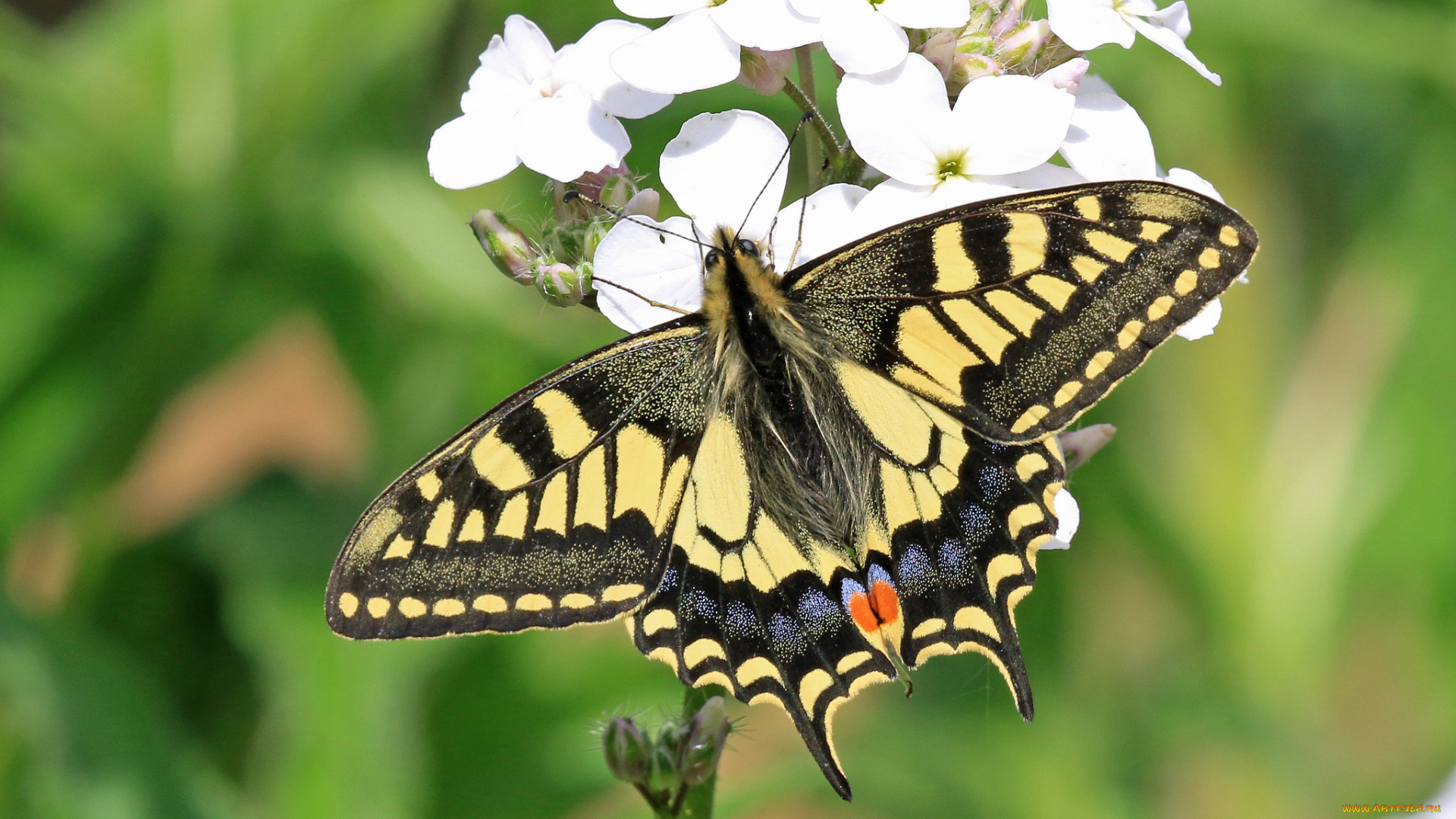 животные, бабочки, , мотыльки, , моли, бабочка