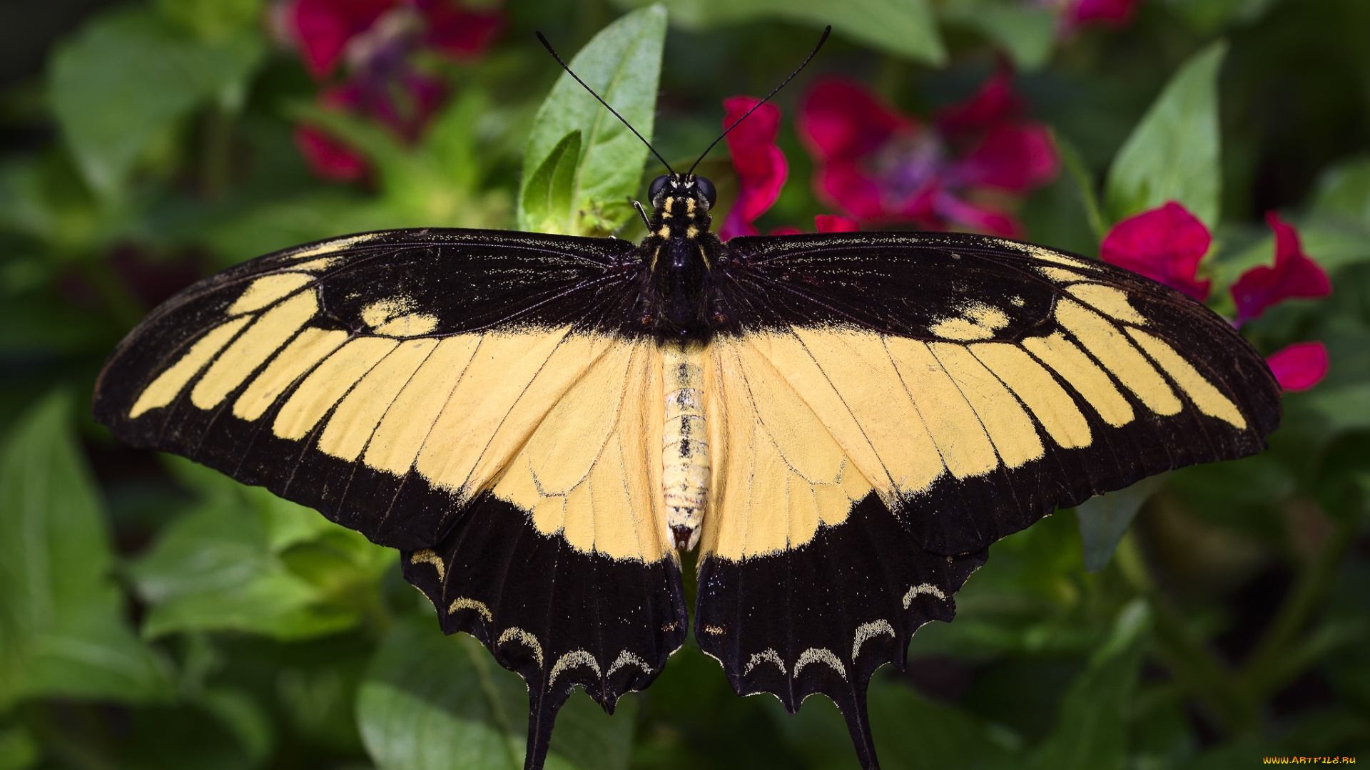 животные, бабочки, , мотыльки, , моли, бабочка