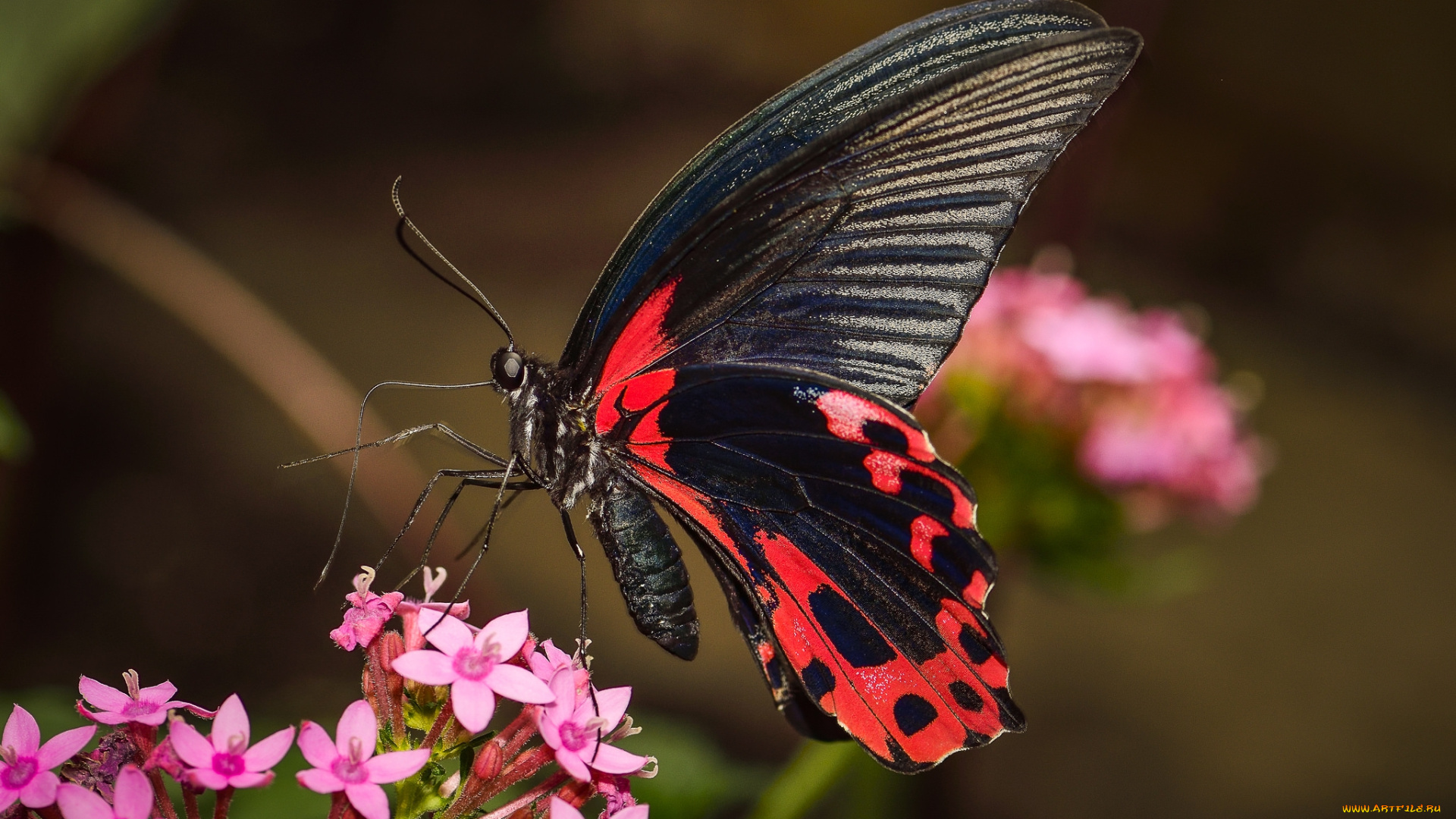 животные, бабочки, , мотыльки, , моли, бабочка