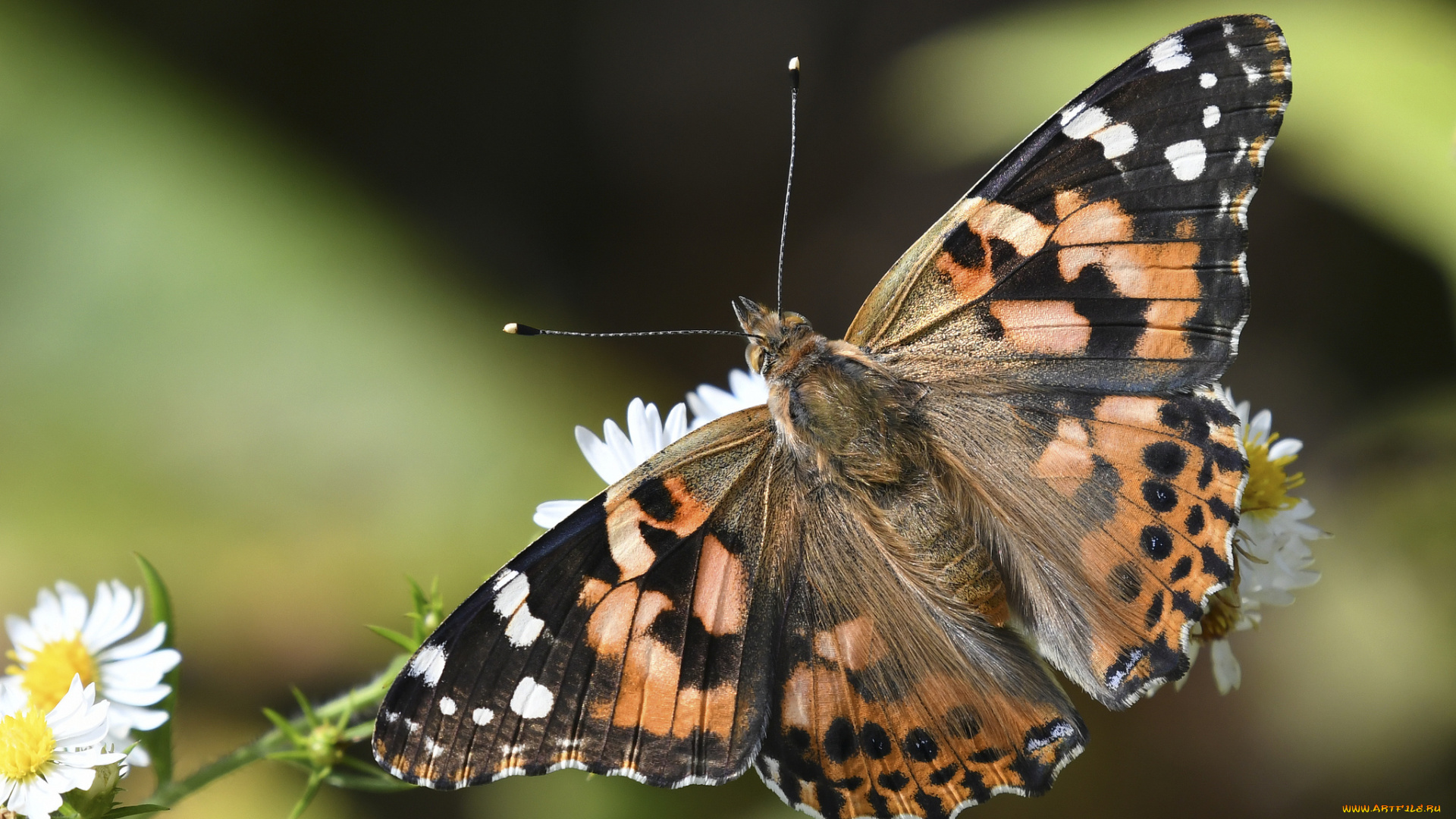 животные, бабочки, , мотыльки, , моли, бабочка