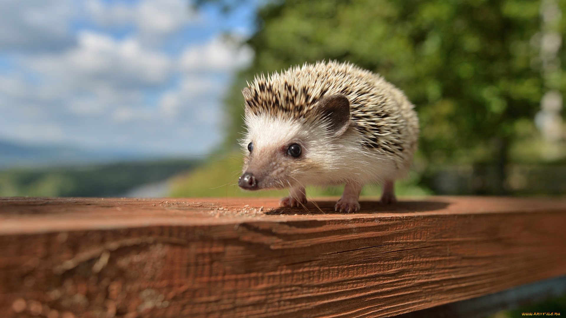 животные, ежи, ежик