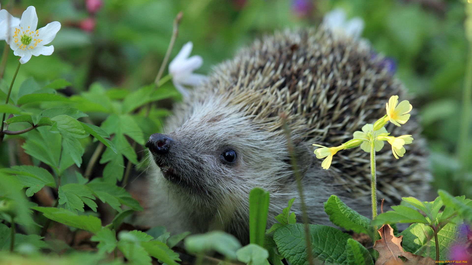 животные, ежи, растение