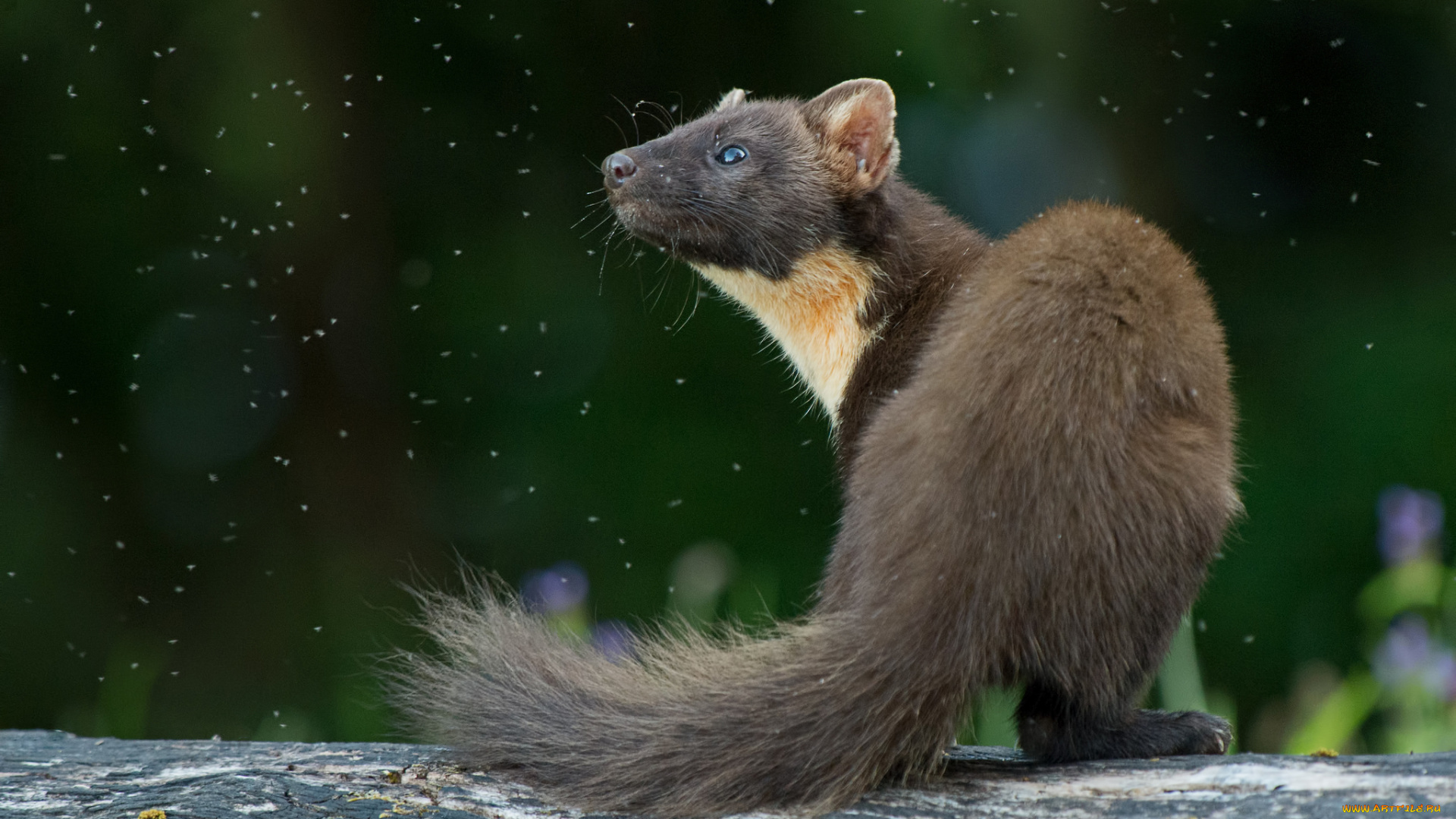 животные, хорьки, , куницы, , горностаи, , ласки, , соболи, куница