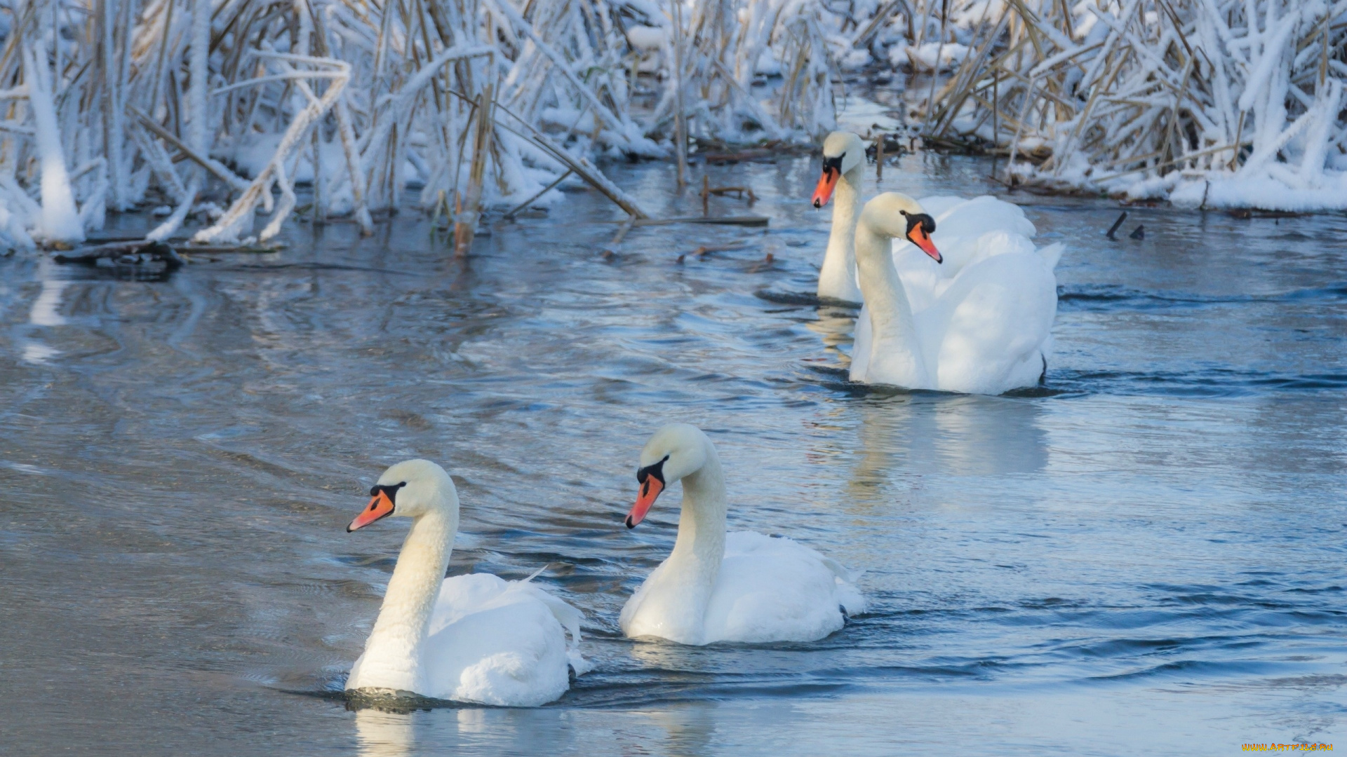 животные, лебеди, водоем