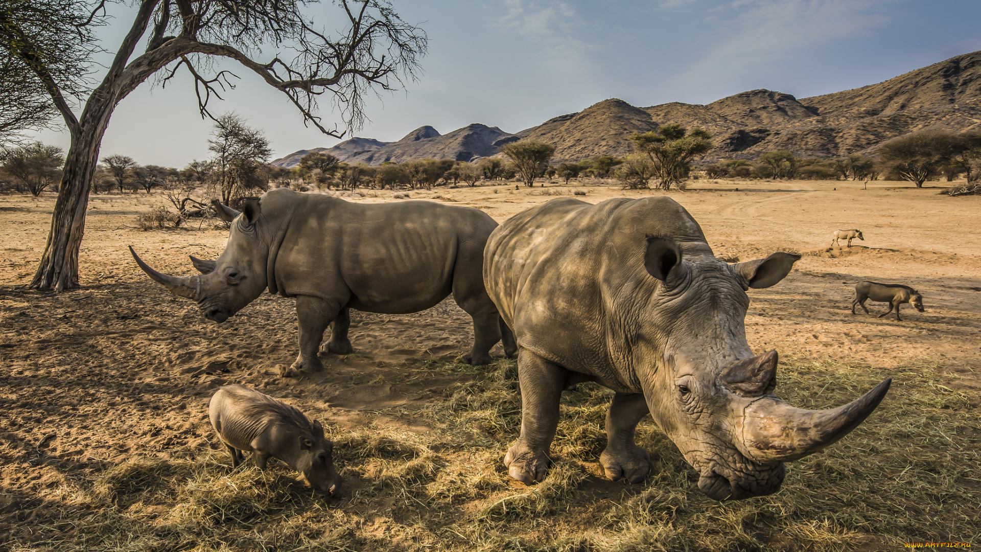 животные, носороги, носорог