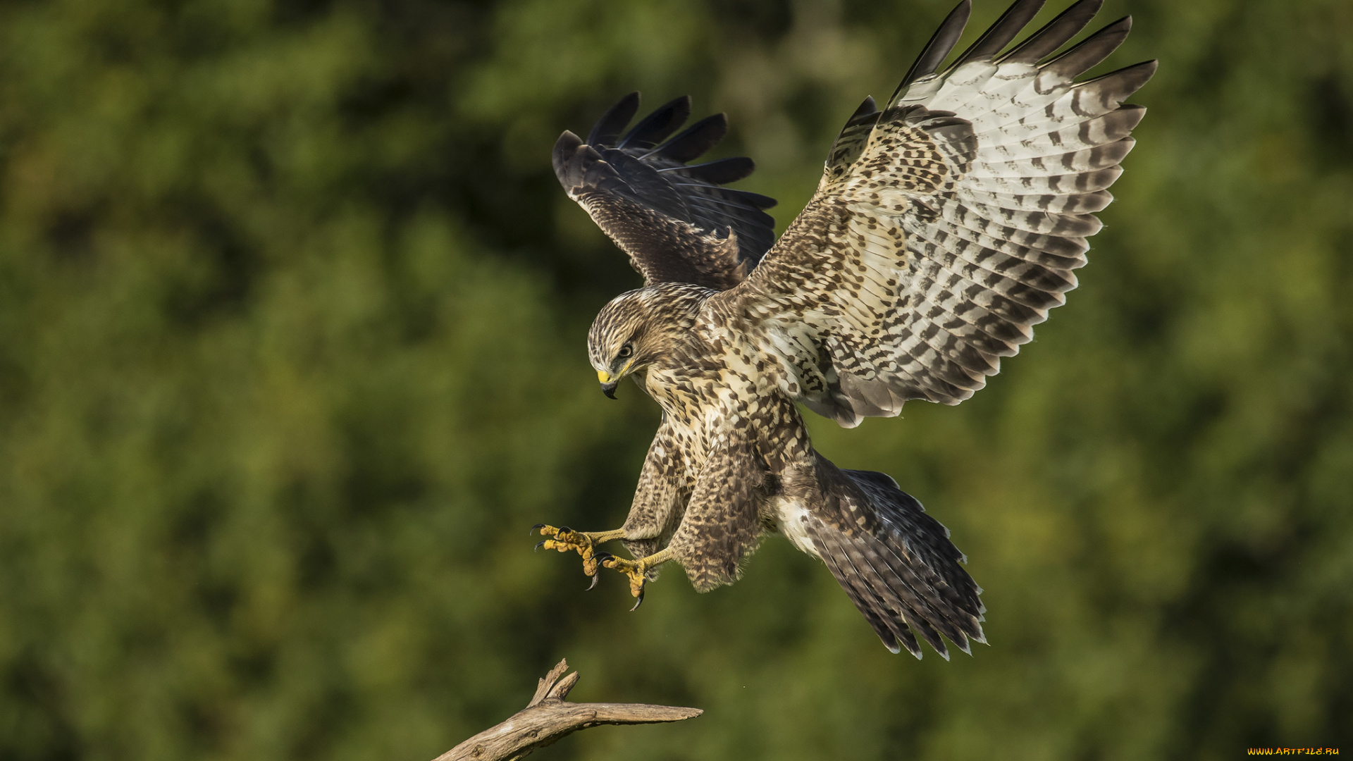 животные, птицы, -, хищники, птичка